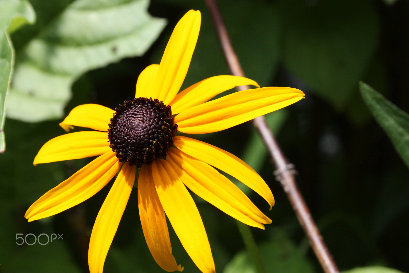 Canon EF-S 18-55mm F3.5-5.6 sample photo. Summer daisy photography