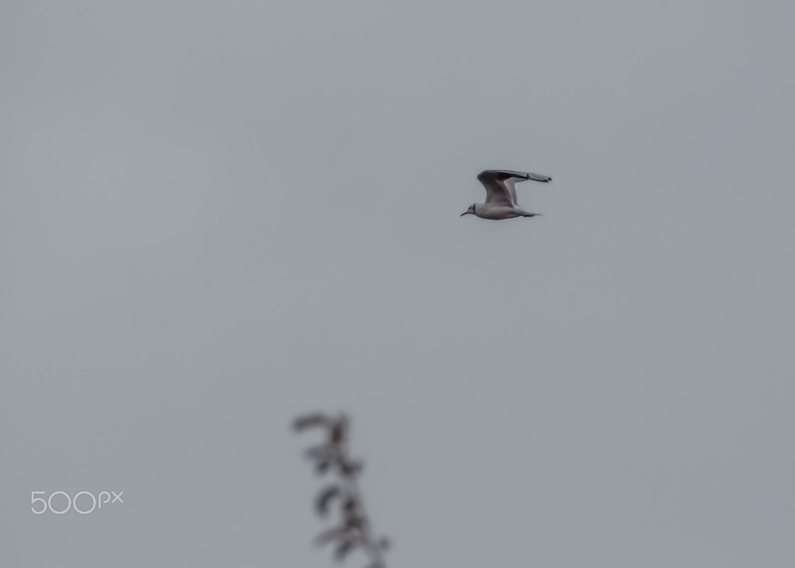 Canon EOS 750D (EOS Rebel T6i / EOS Kiss X8i) + EF75-300mm f/4-5.6 sample photo. Seagull flying photography