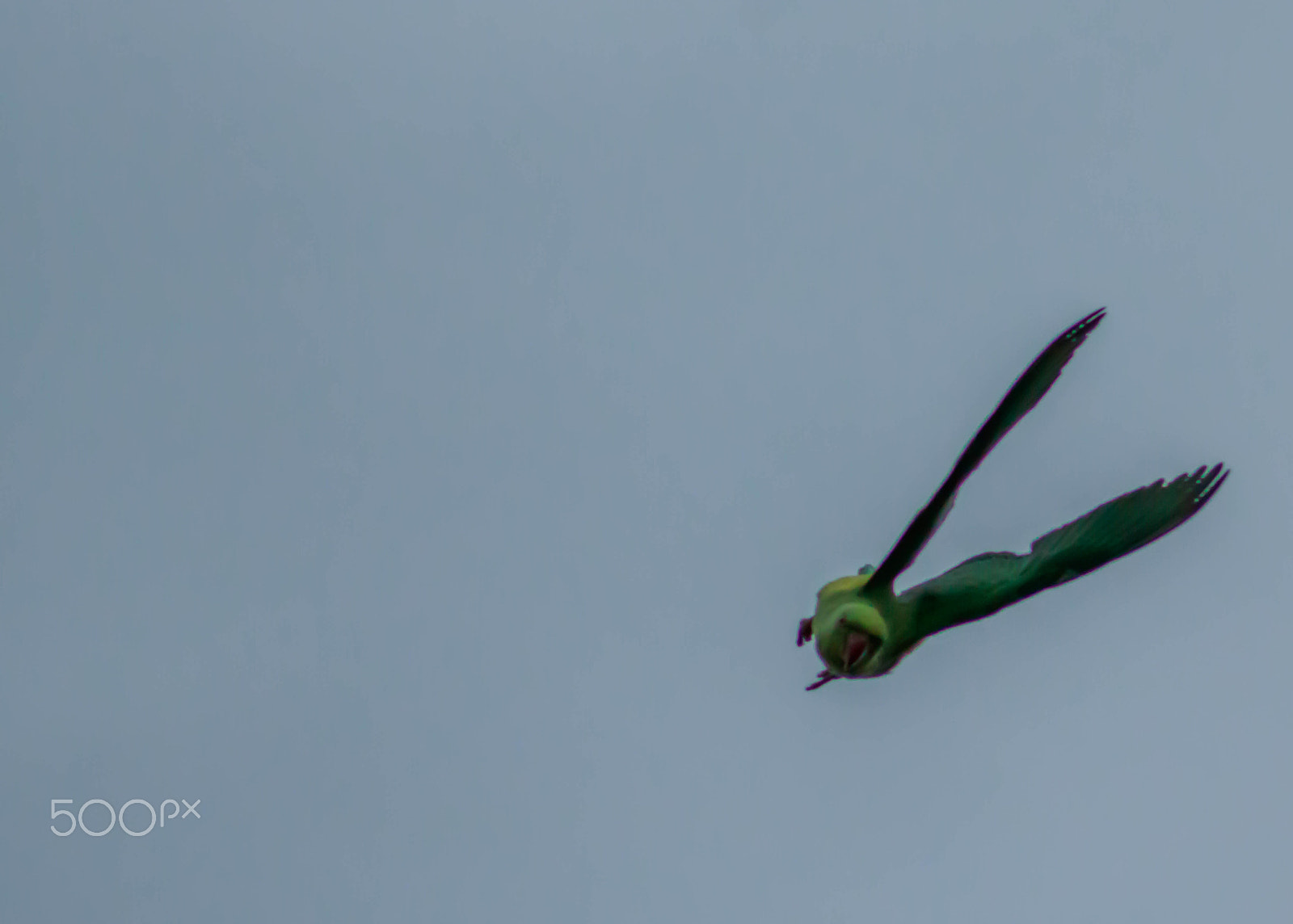 Canon EOS 750D (EOS Rebel T6i / EOS Kiss X8i) + EF75-300mm f/4-5.6 sample photo. Diving photography