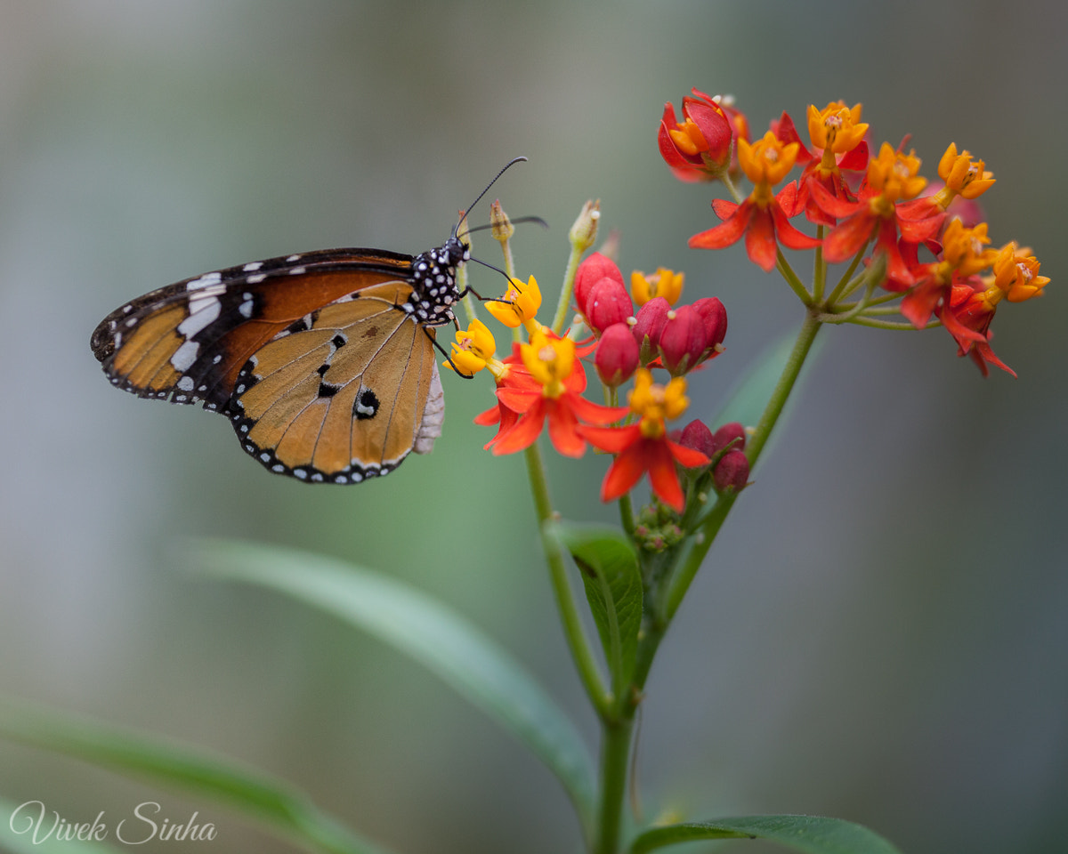 Sigma APO Macro 180mm F2.8 EX DG OS HSM sample photo. African monarch photography
