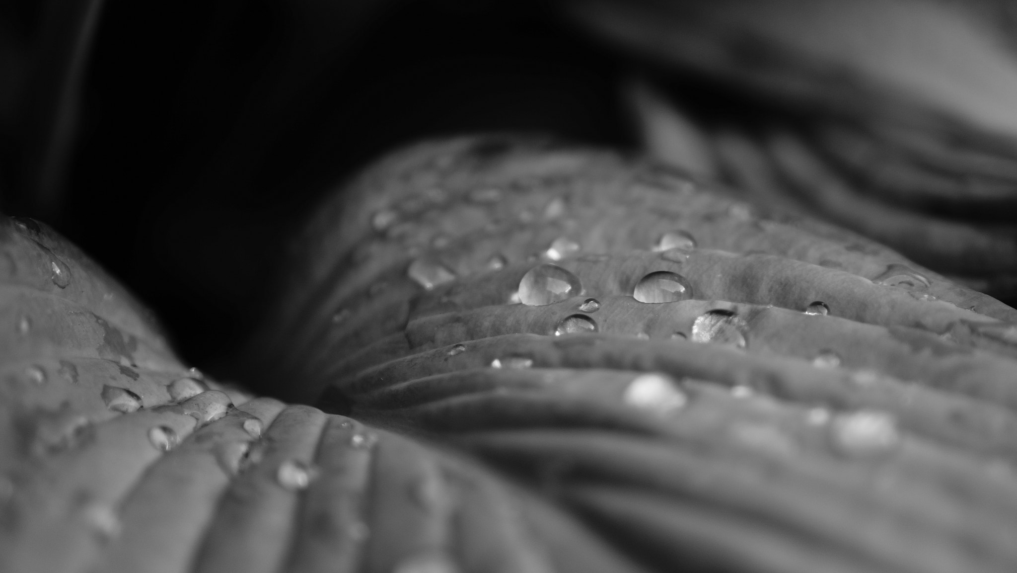 Sony Alpha NEX-7 + Sony E 35mm F1.8 OSS sample photo. Morning dew photography
