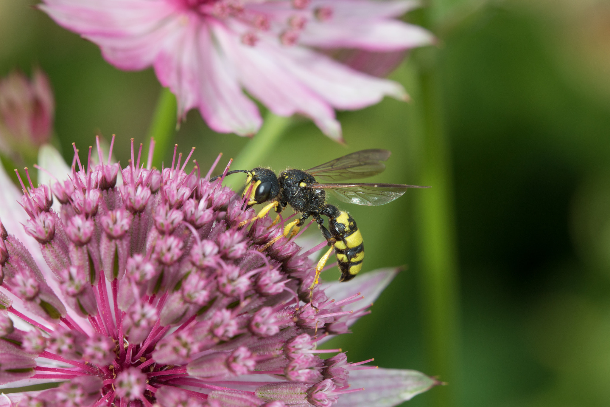 Canon EF 100mm F2.8 Macro USM sample photo. Wasp on pink flower photography