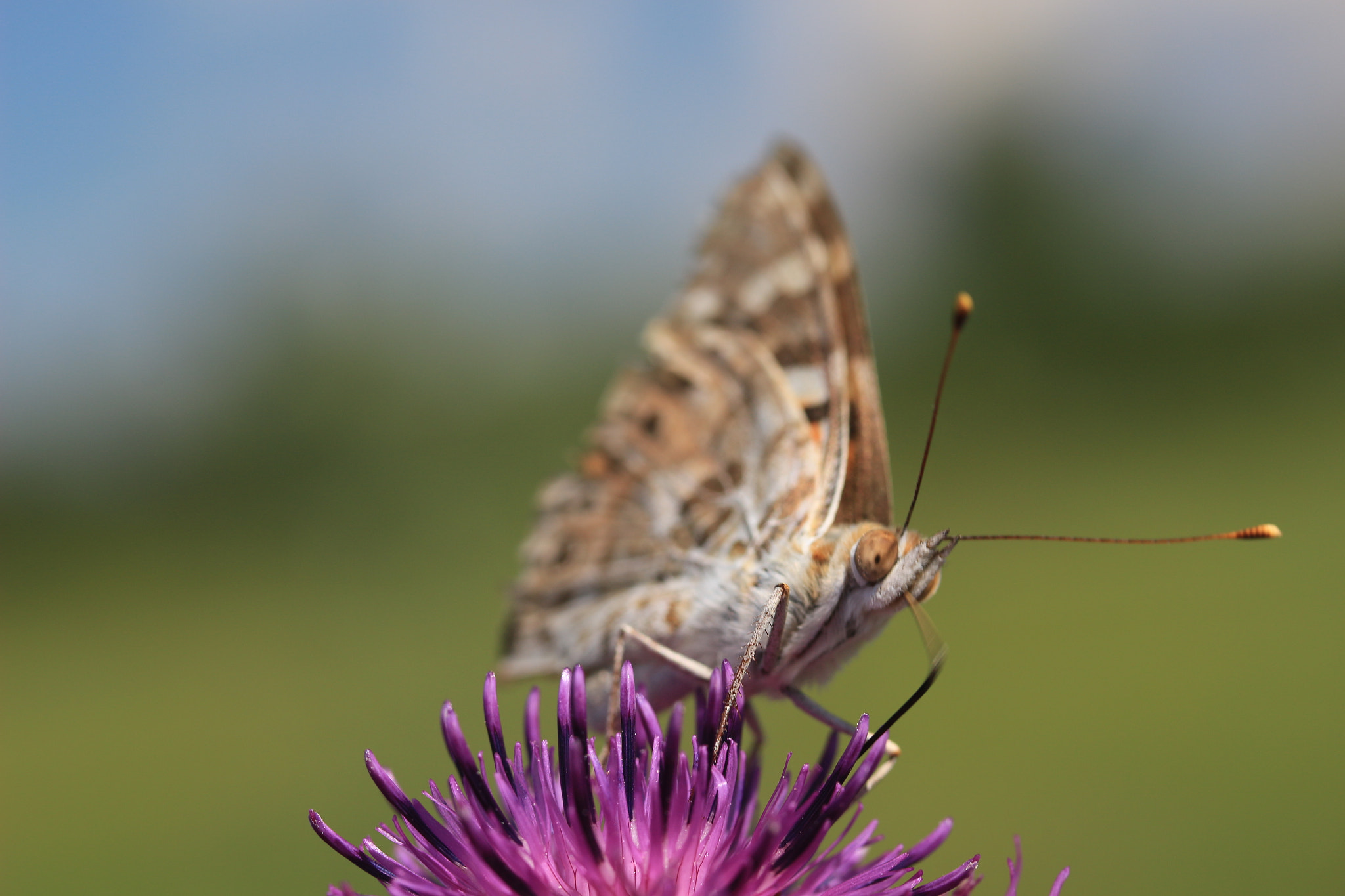 Canon EF-S 60mm F2.8 Macro USM sample photo. Natur photography