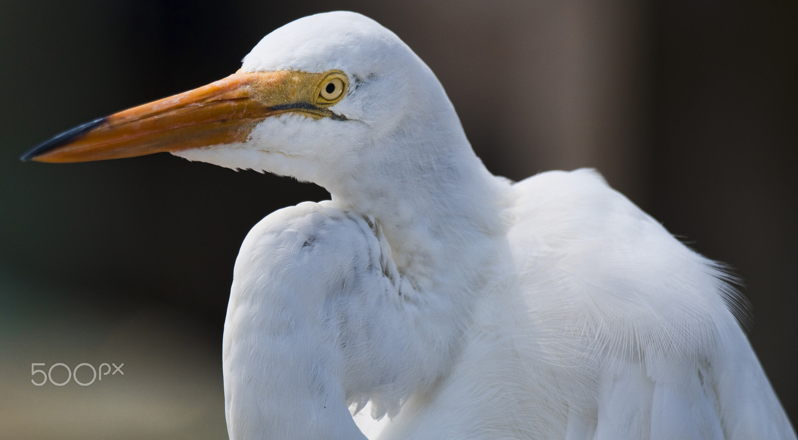 Nikon AF-S Nikkor 800mm F5.6E FL ED VR sample photo. White heron photography