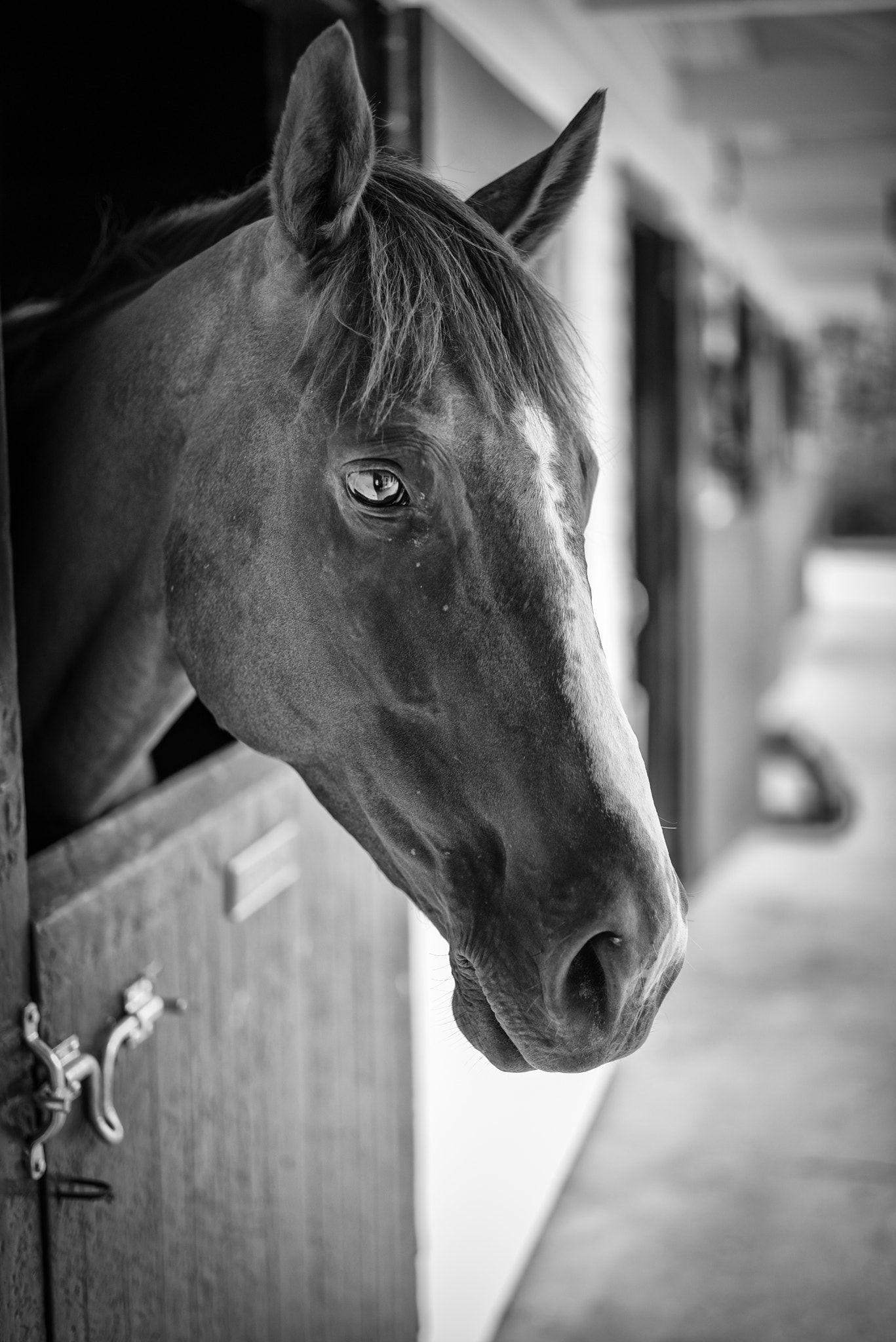 ZEISS Milvus 50mm F1.4 sample photo. Horse photography