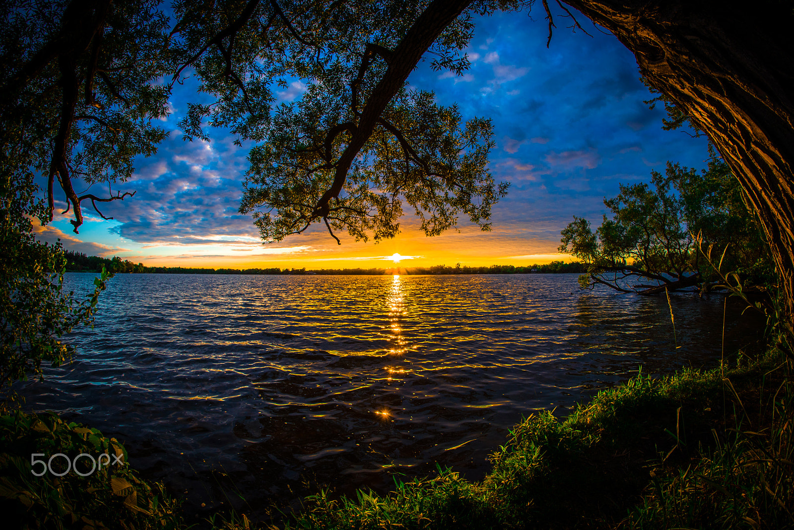Samyang 12mm F2.8 ED AS NCS Fisheye sample photo. Sunset trees 2 photography