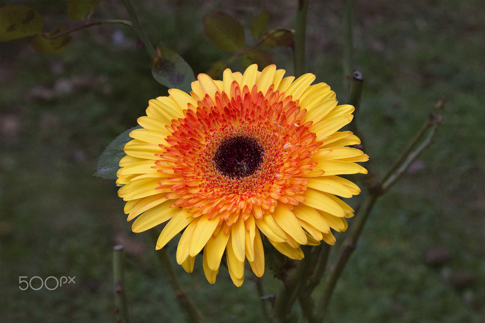 Nikon D800E + AF Micro-Nikkor 55mm f/2.8 sample photo. Gerbera Çiçeği.... photography