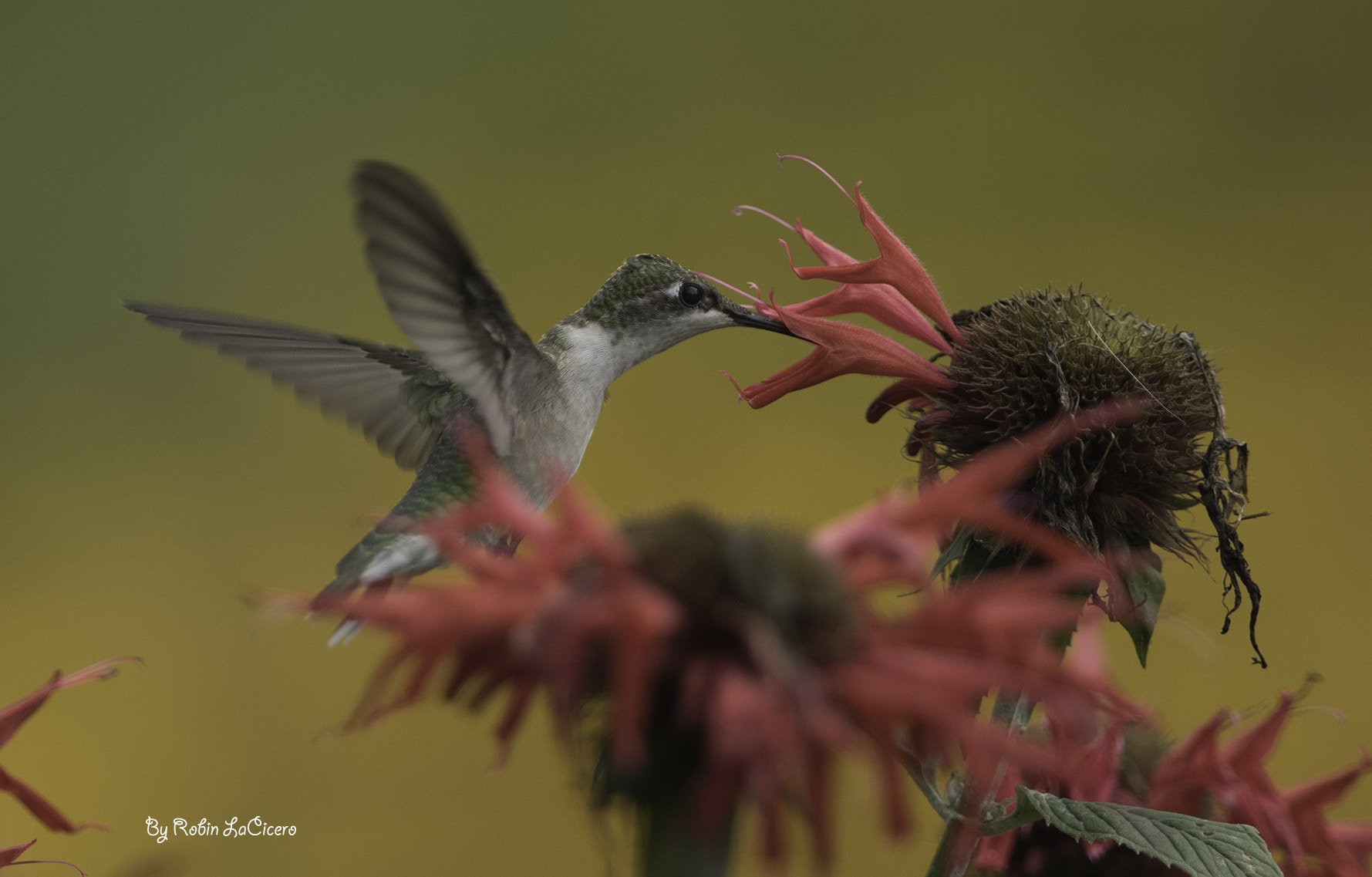Canon EF 600mm F4L IS II USM sample photo. 20160712-imgl1178.jpg photography