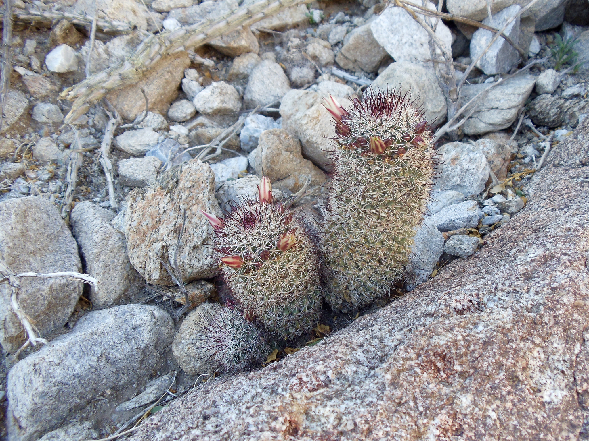 Sony Cyber-shot DSC-W370 sample photo. Cactus family photography