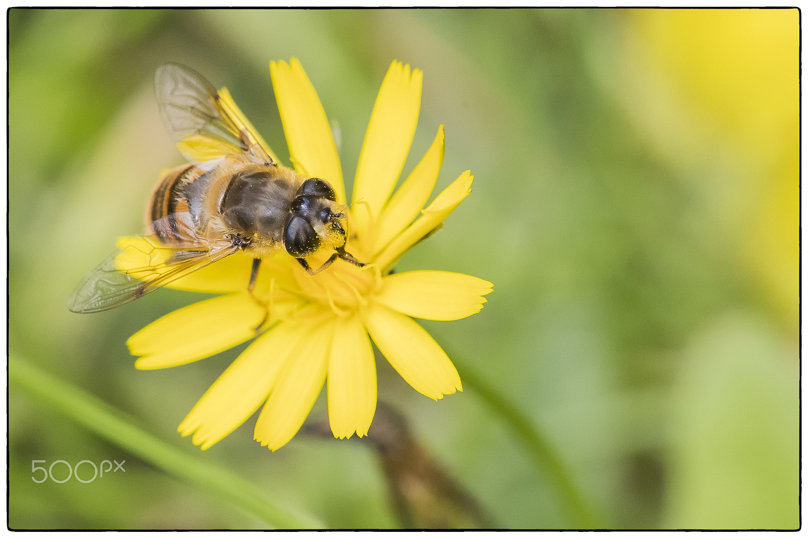 Canon EF 180mm F3.5L Macro USM sample photo. Pollinator at work photography