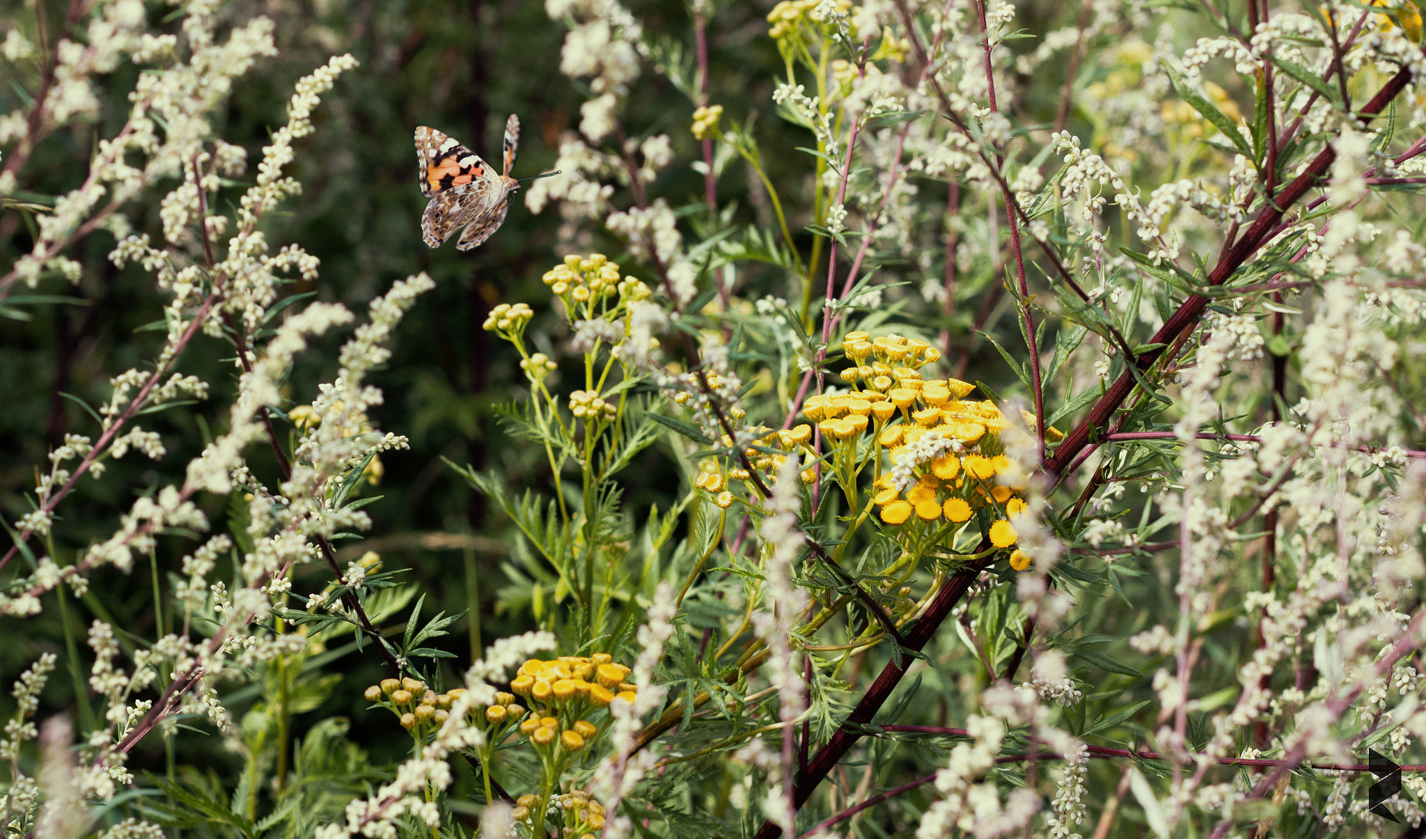 Canon EOS 7D Mark II + Canon EF 50mm F1.8 II sample photo. Fly, butterfly photography