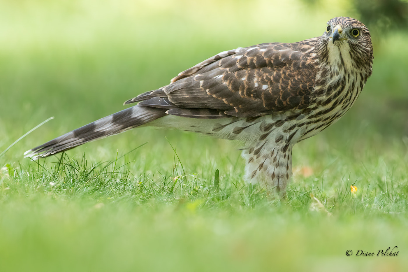 Canon EF 300mm F2.8L IS II USM sample photo. Juvenile cooper's hawk photography