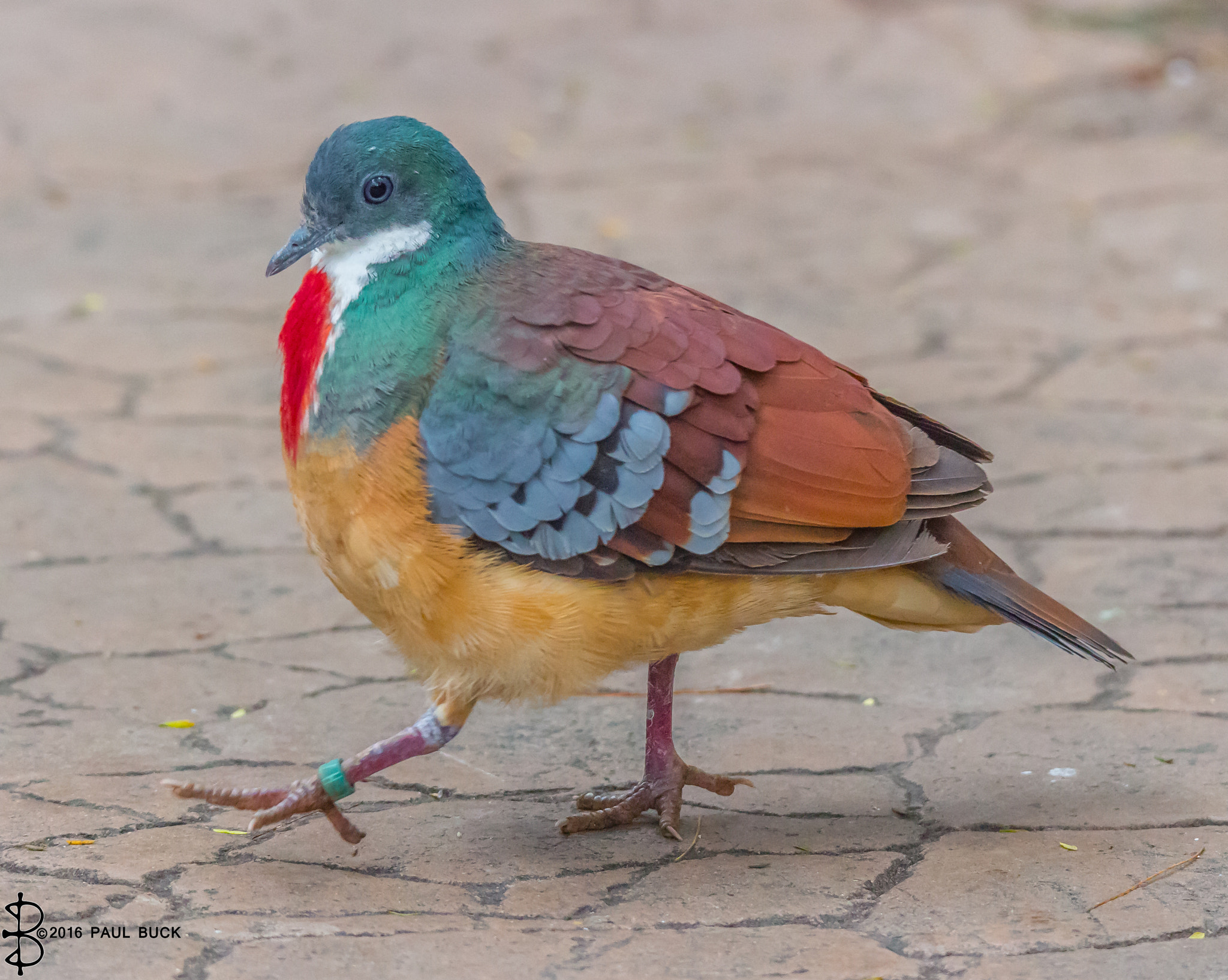 Tamron SP 150-600mm F5-6.3 Di VC USD sample photo. Very colorful dove struts his stuff. photography