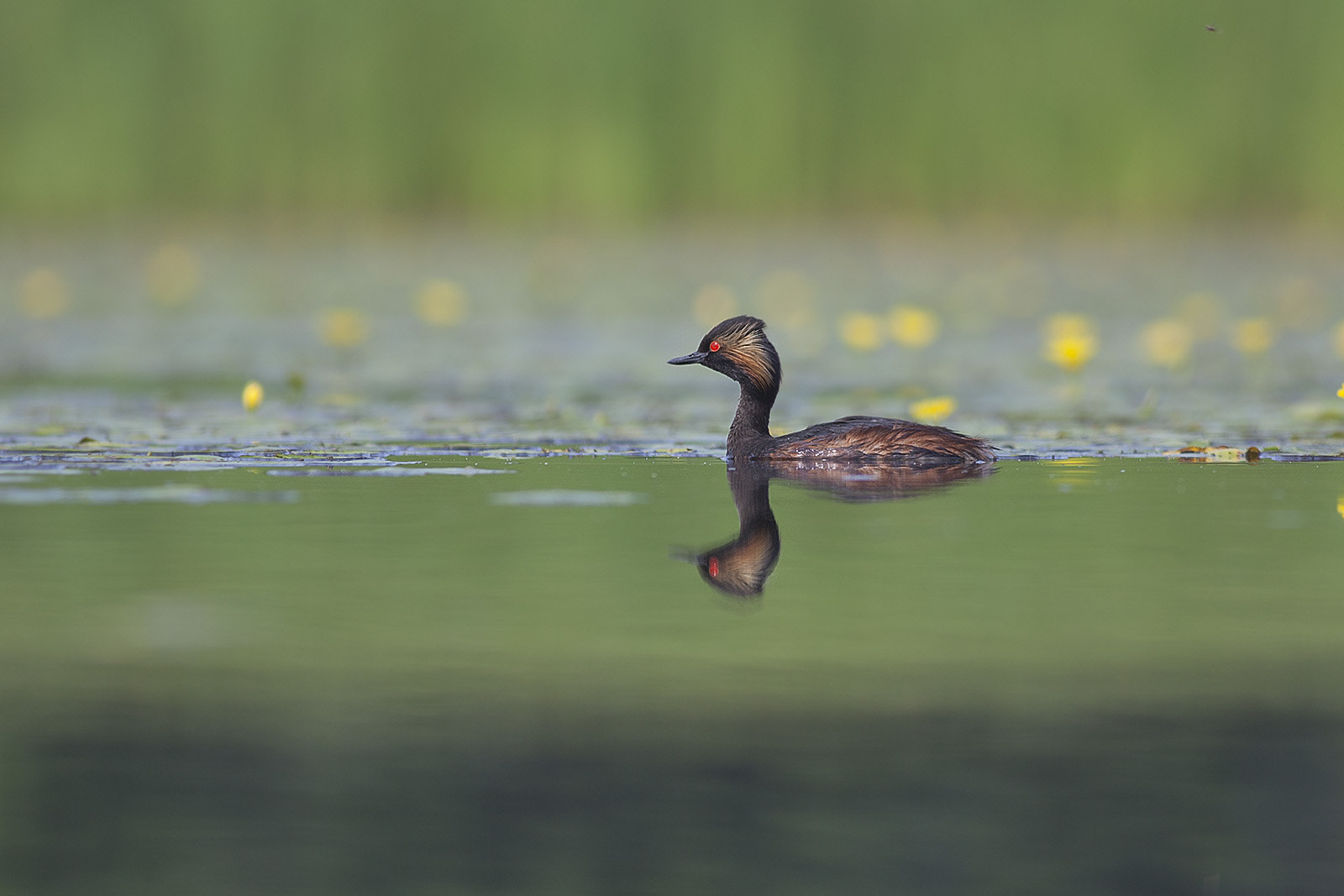 Canon EF 400mm F5.6L USM sample photo. Little grebe swimming among yellow floating heart photography