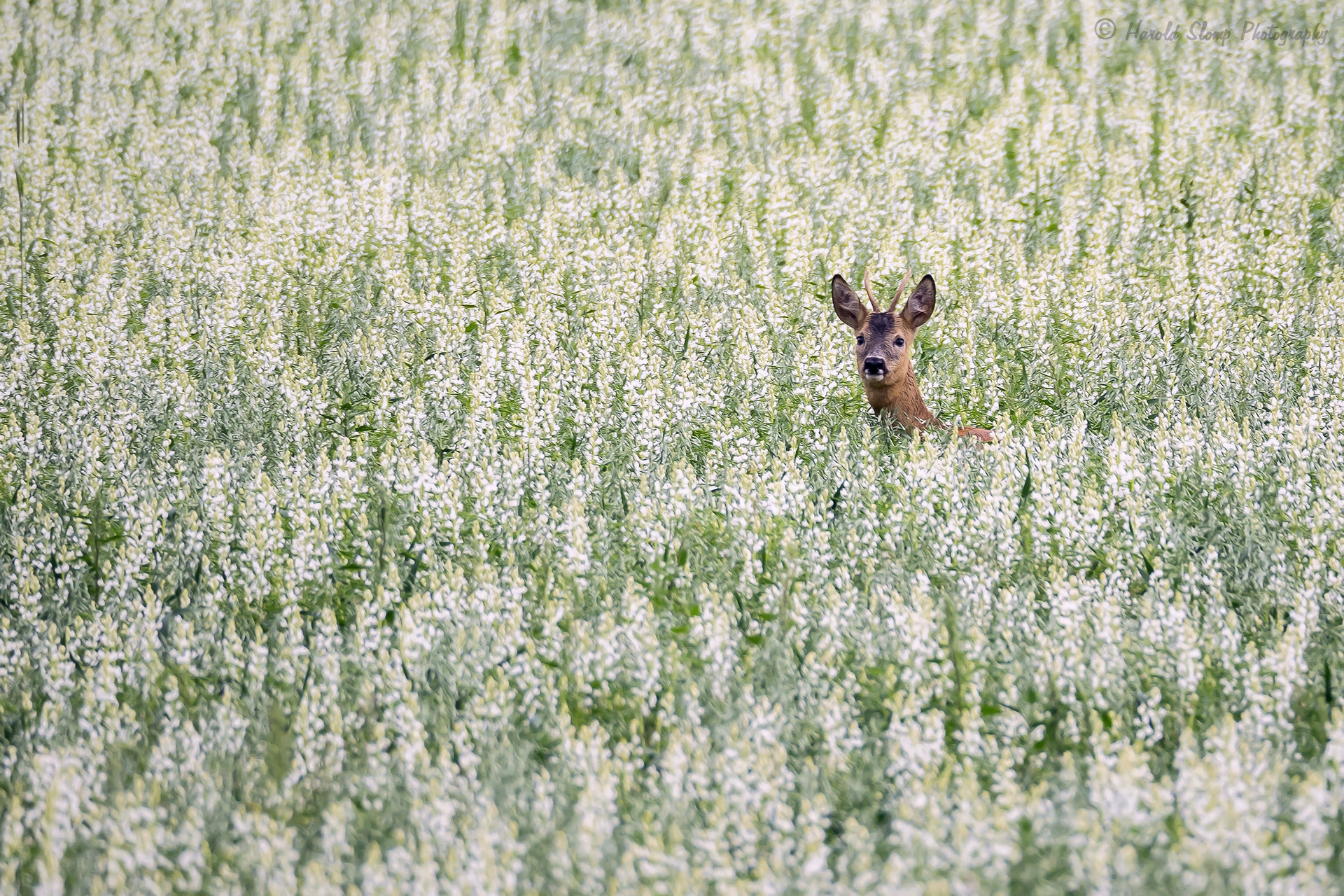 Olympus OM-D E-M1 + OLYMPUS M.75-300mm F4.8-6.7 sample photo. Red deer in field of flowers photography