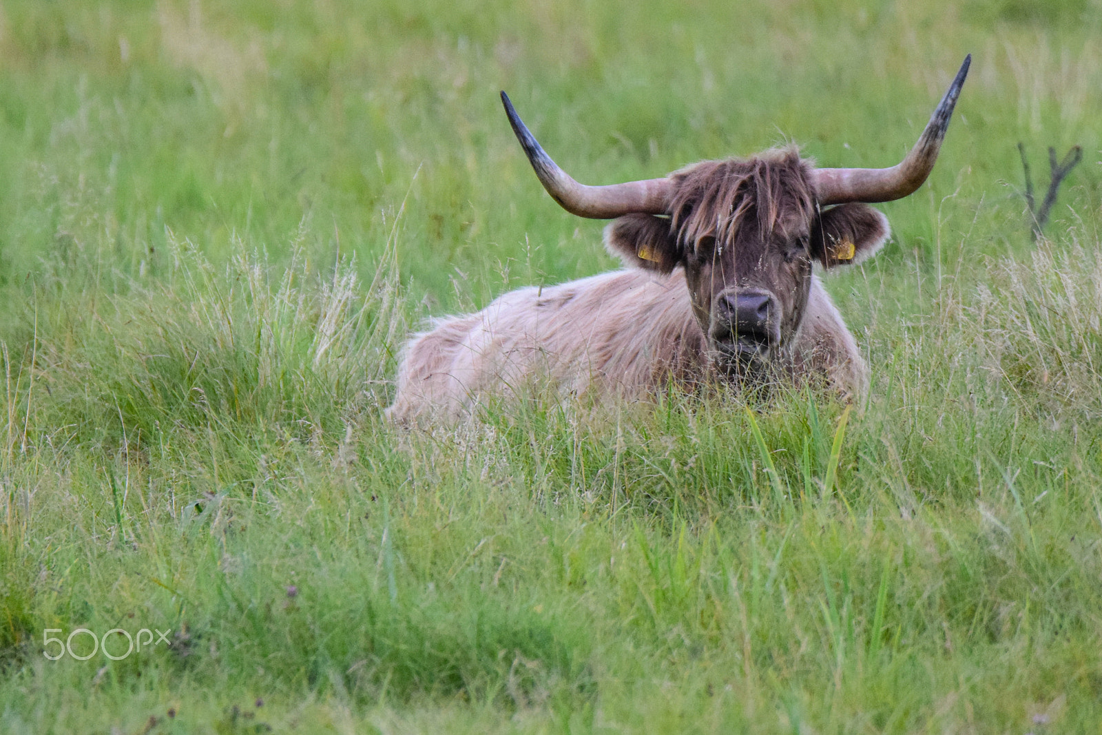Tamron SP 150-600mm F5-6.3 Di VC USD sample photo. Who are you?? photography