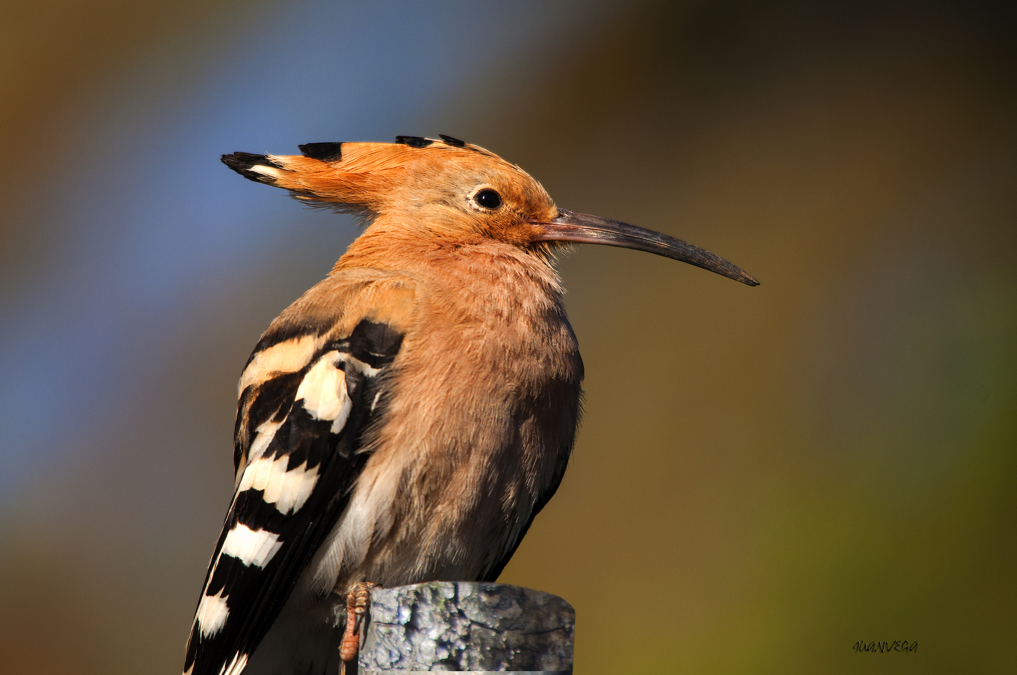 Sigma 150-500mm F5-6.3 DG OS HSM sample photo. Apu apu photography