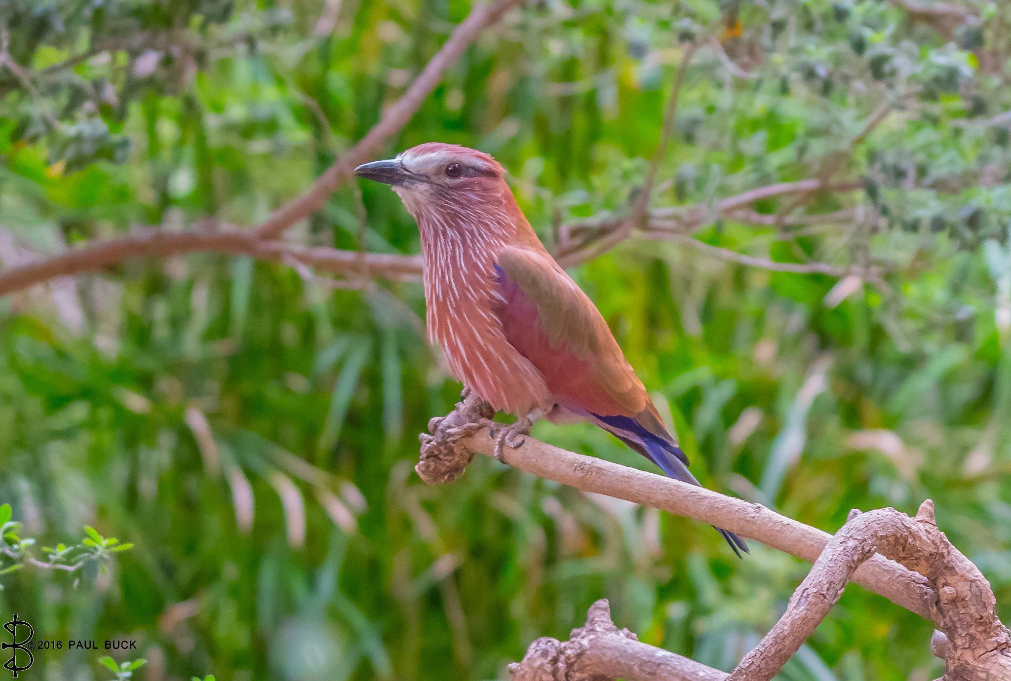 Tamron SP 150-600mm F5-6.3 Di VC USD sample photo. Purple roller perched for photo photography