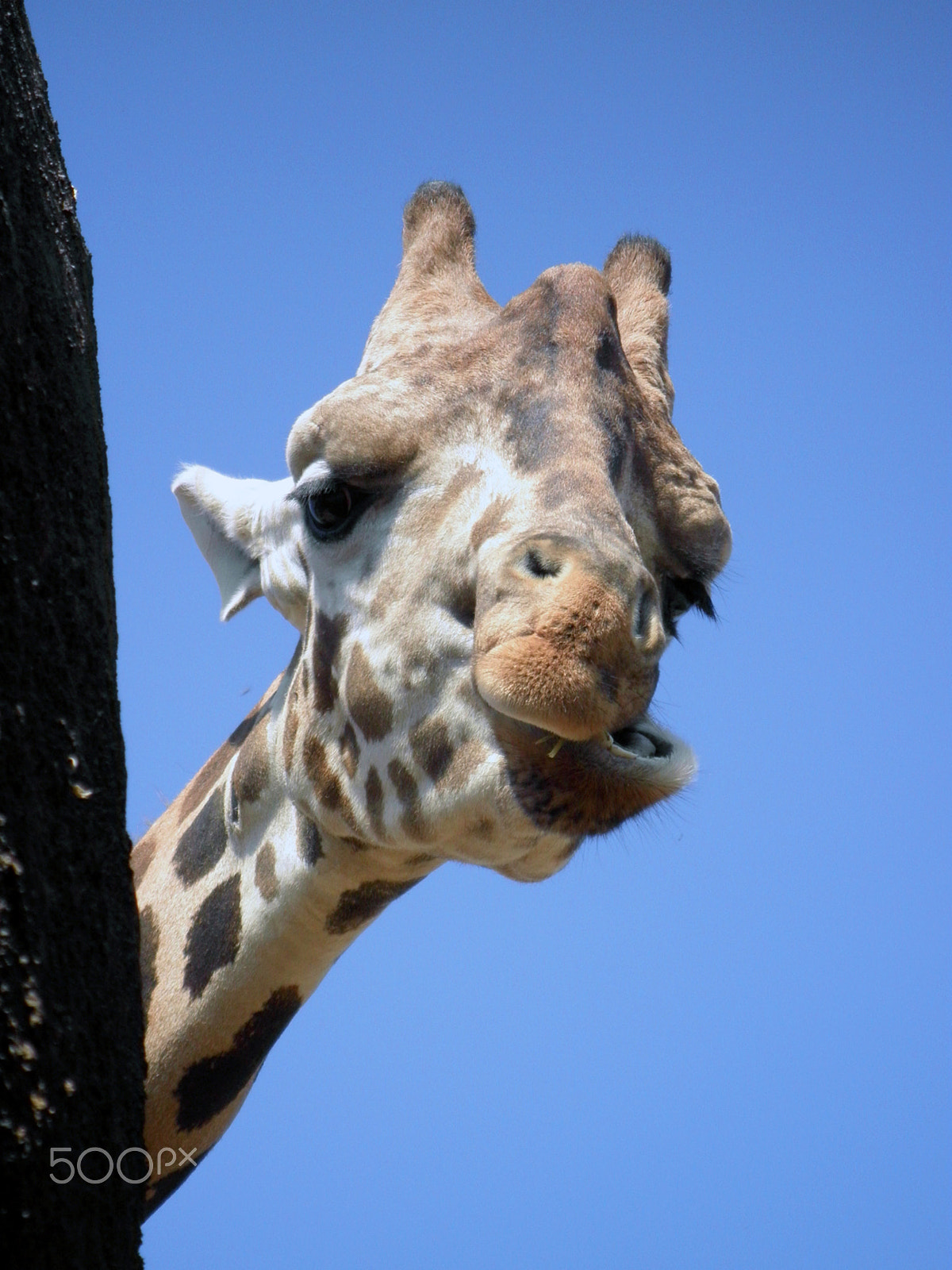 Olympus FE5020,X935 sample photo. A curious giraffe photography