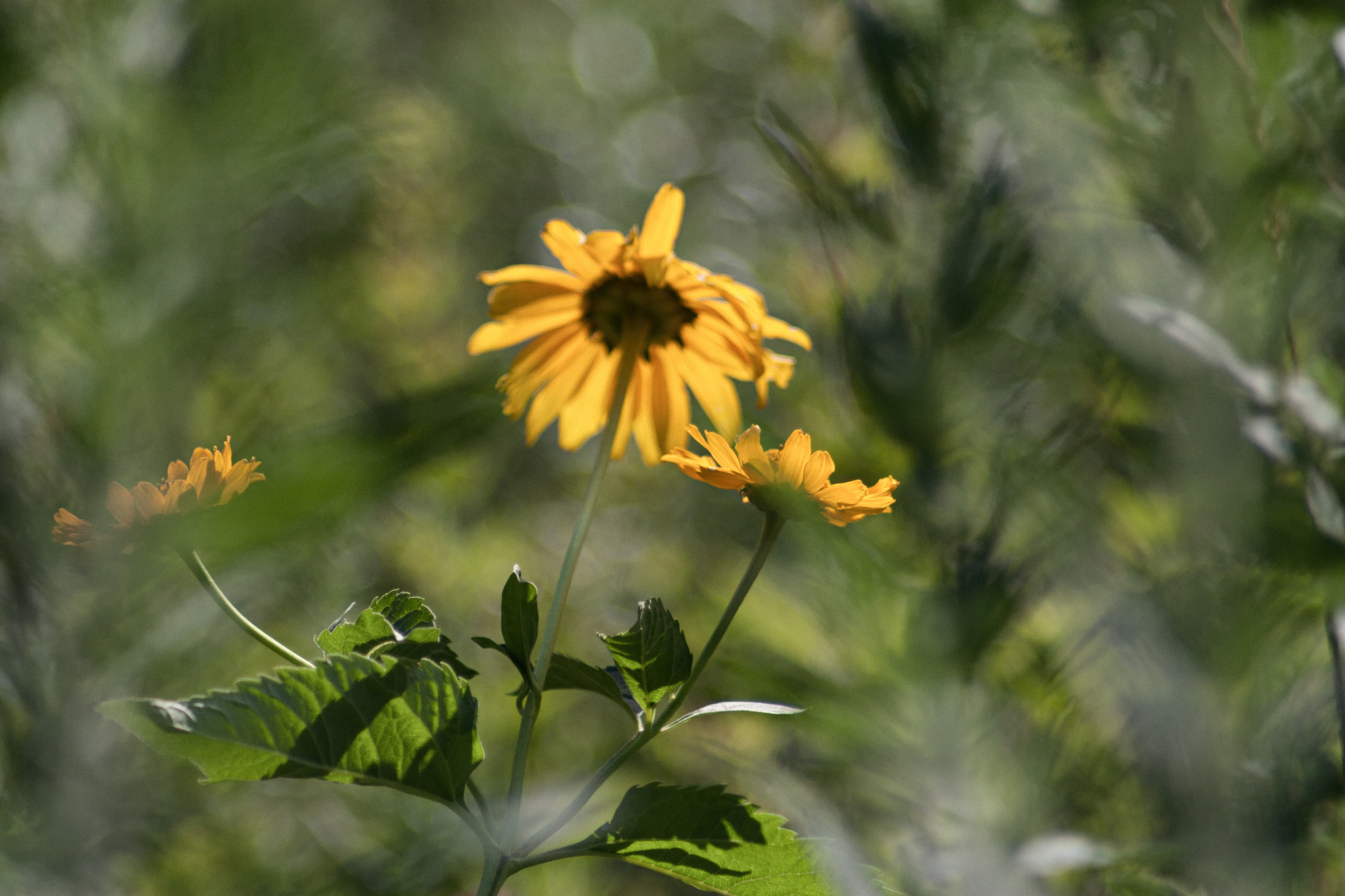 Canon EF 35-80mm f/4-5.6 sample photo. Happy birthday! photography