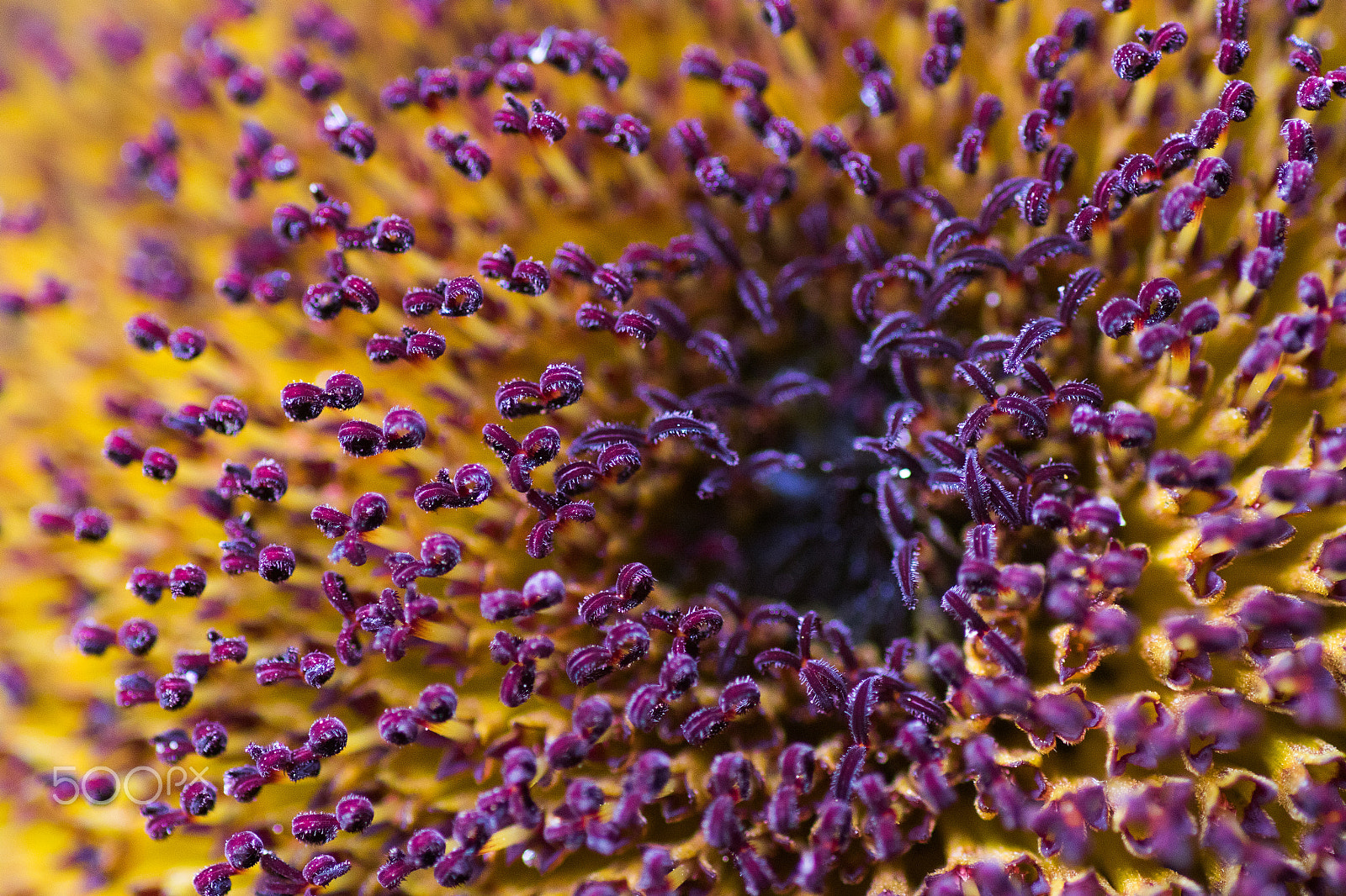 Canon EOS 7D Mark II + Tamron SP AF 90mm F2.8 Di Macro sample photo. Mini sunflower head macro photography