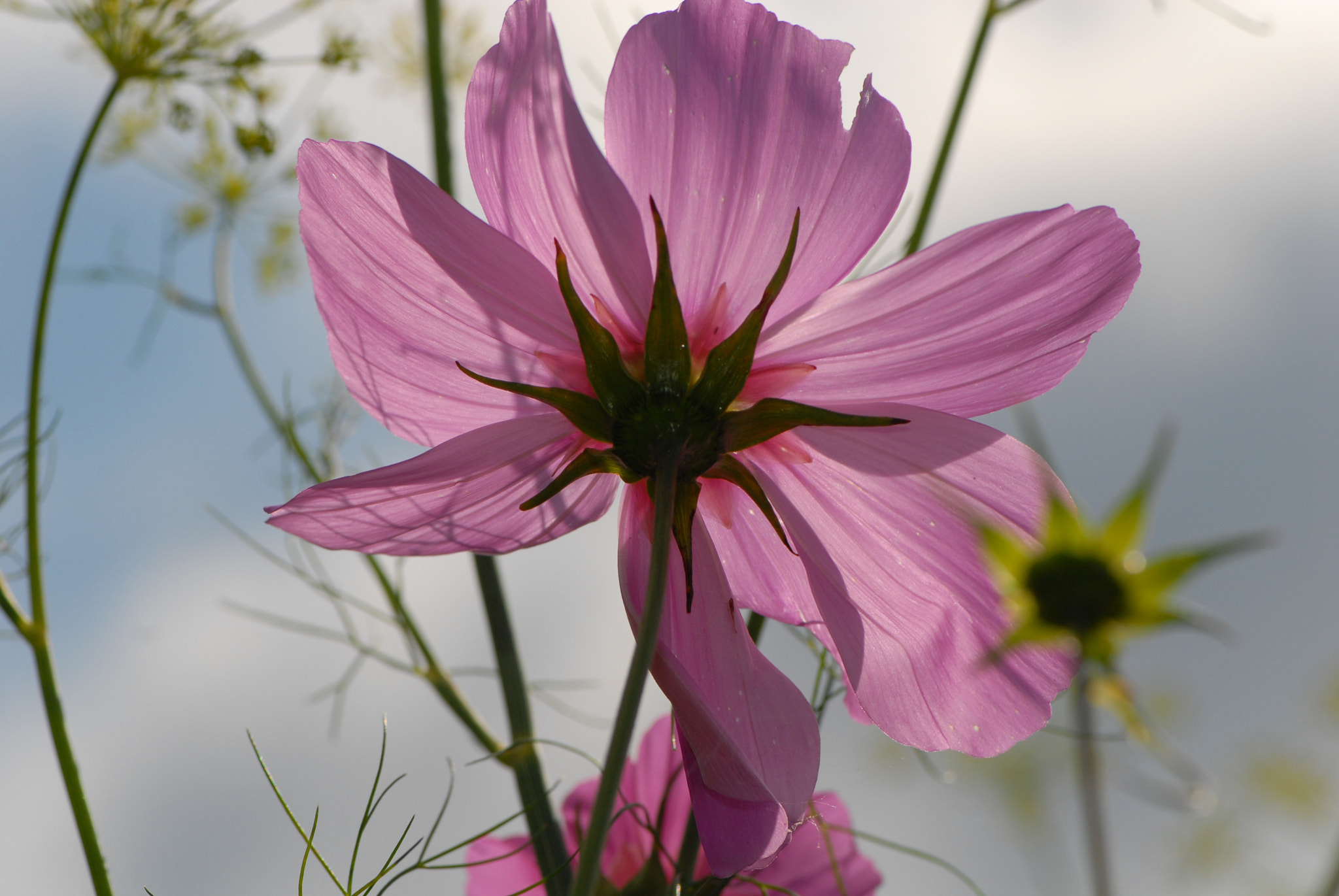 Nikon D200 sample photo. 26269769170.jpg photography