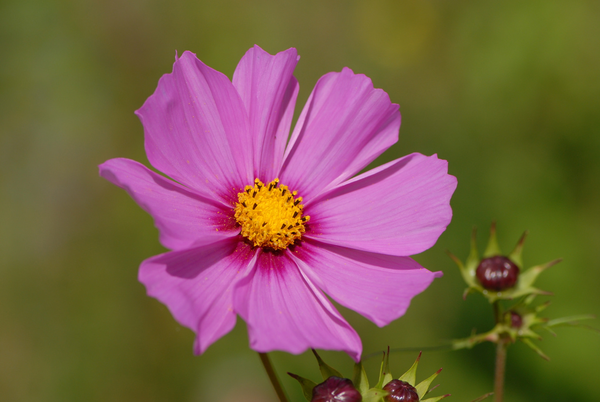 Nikon D200 sample photo. 26450319112.jpg photography