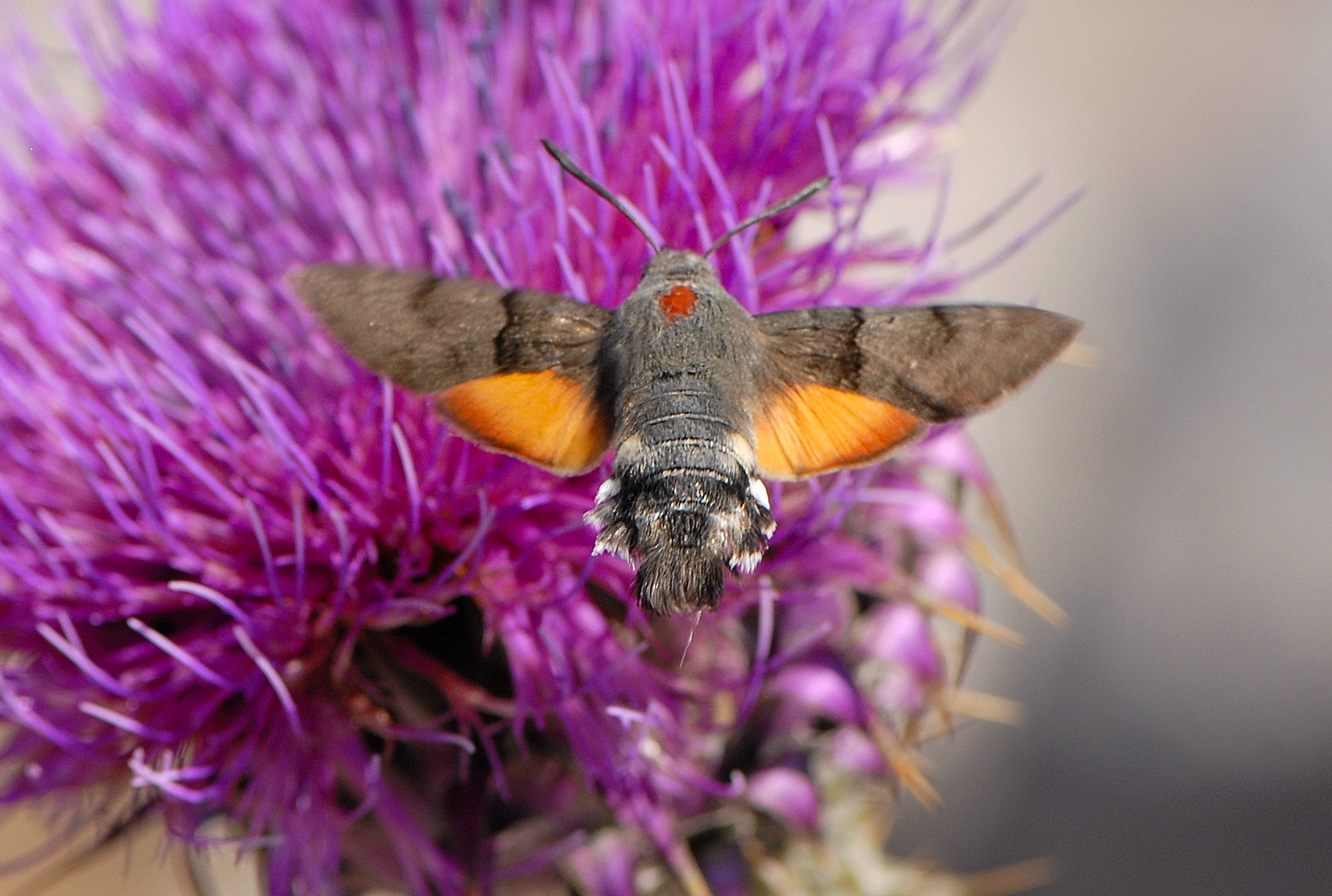 Nikon D200 sample photo. Kolibri vlinder photography