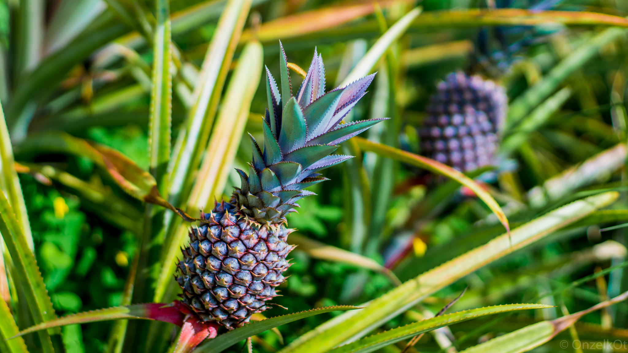 Sony a6000 + Canon EF 50mm F1.4 USM sample photo. Black pineapples photography