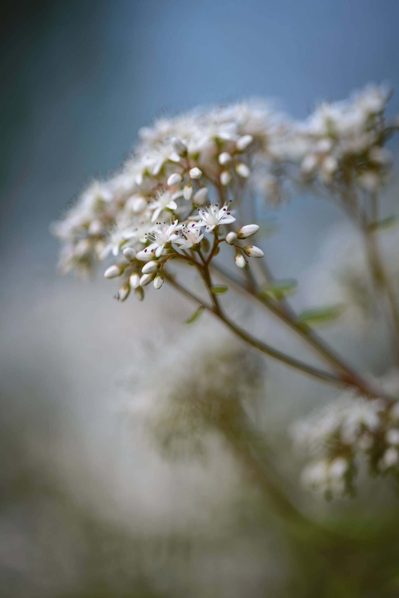 Sigma 150mm F2.8 EX DG OS Macro HSM sample photo. Mauerblümchen photography