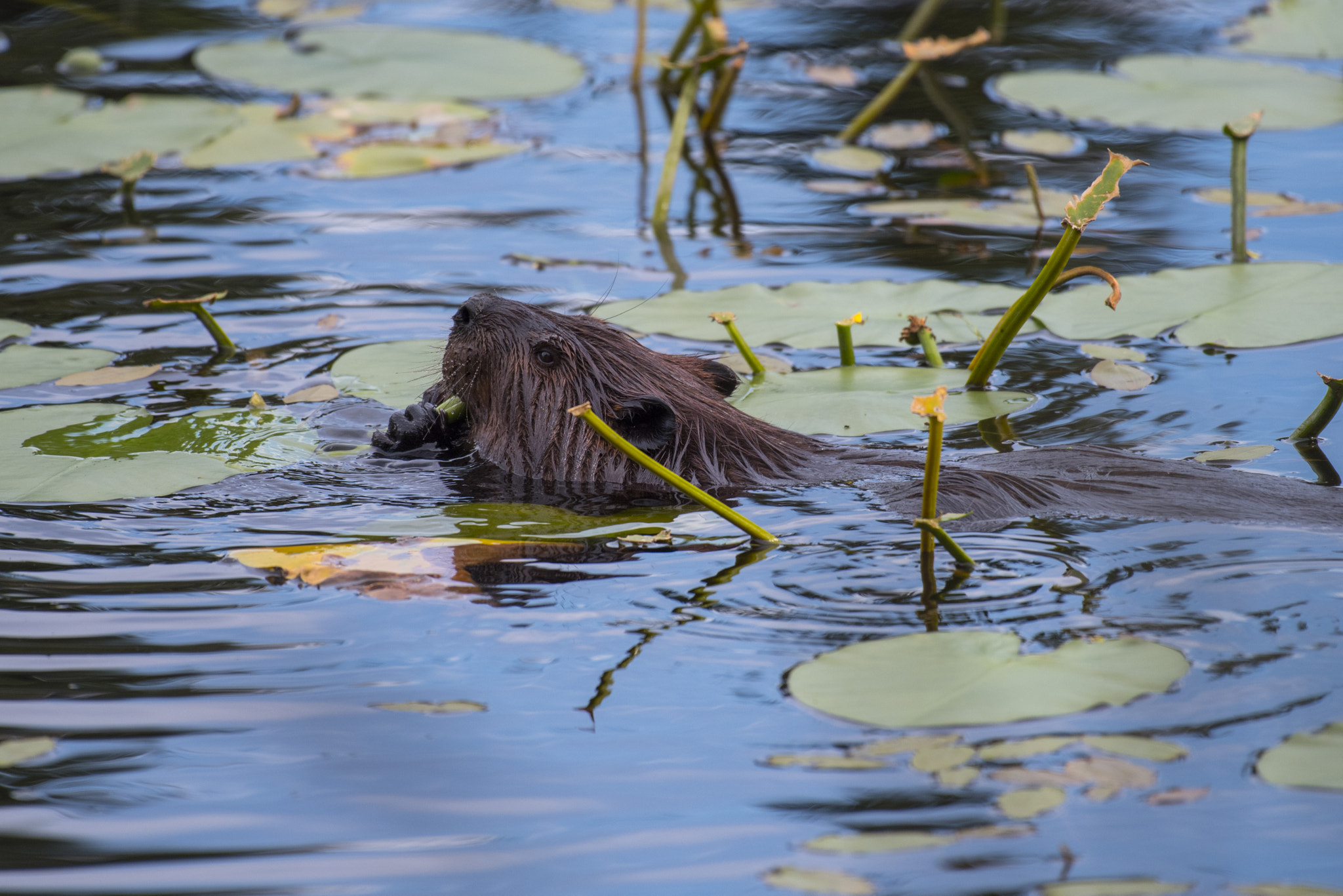 Nikon D810A + Nikon AF-S Nikkor 200-500mm F5.6E ED VR sample photo. Isle royale beaver photography