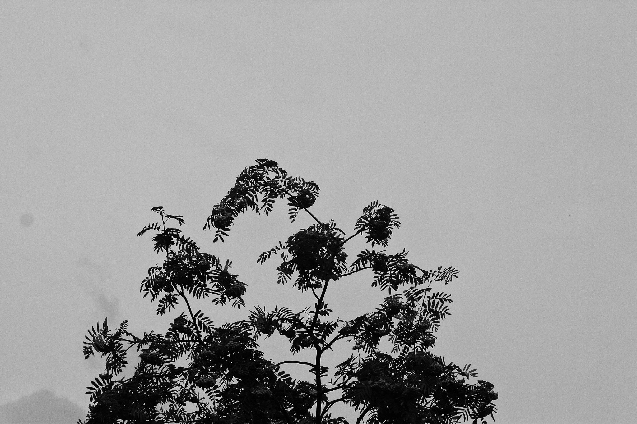 Canon EF 35-80mm f/4-5.6 sample photo. Head in the tree tops photography