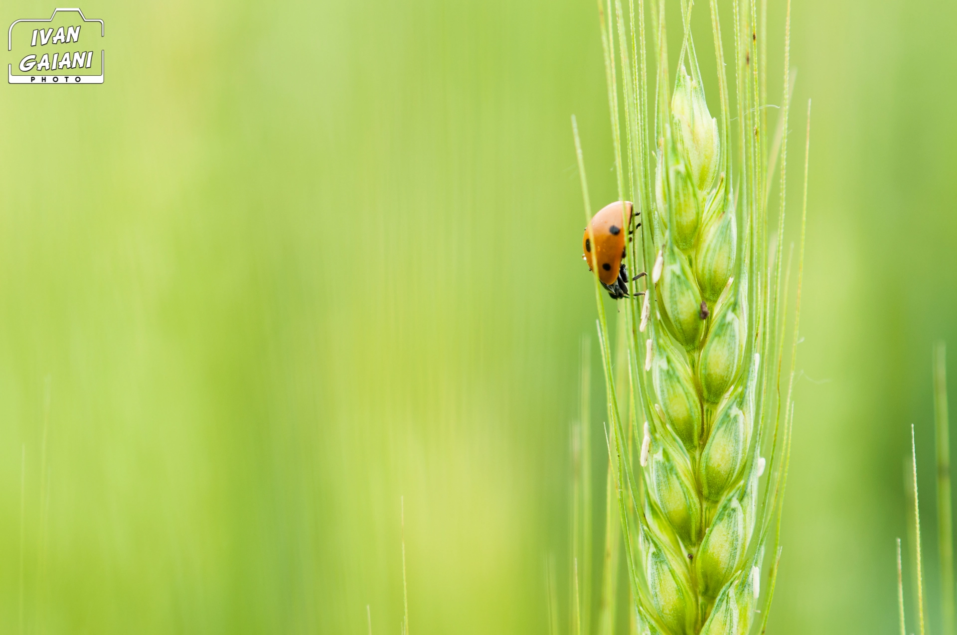 Nikon D90 + Nikon AF Nikkor 85mm F1.8D sample photo. Corn and ladybird photography