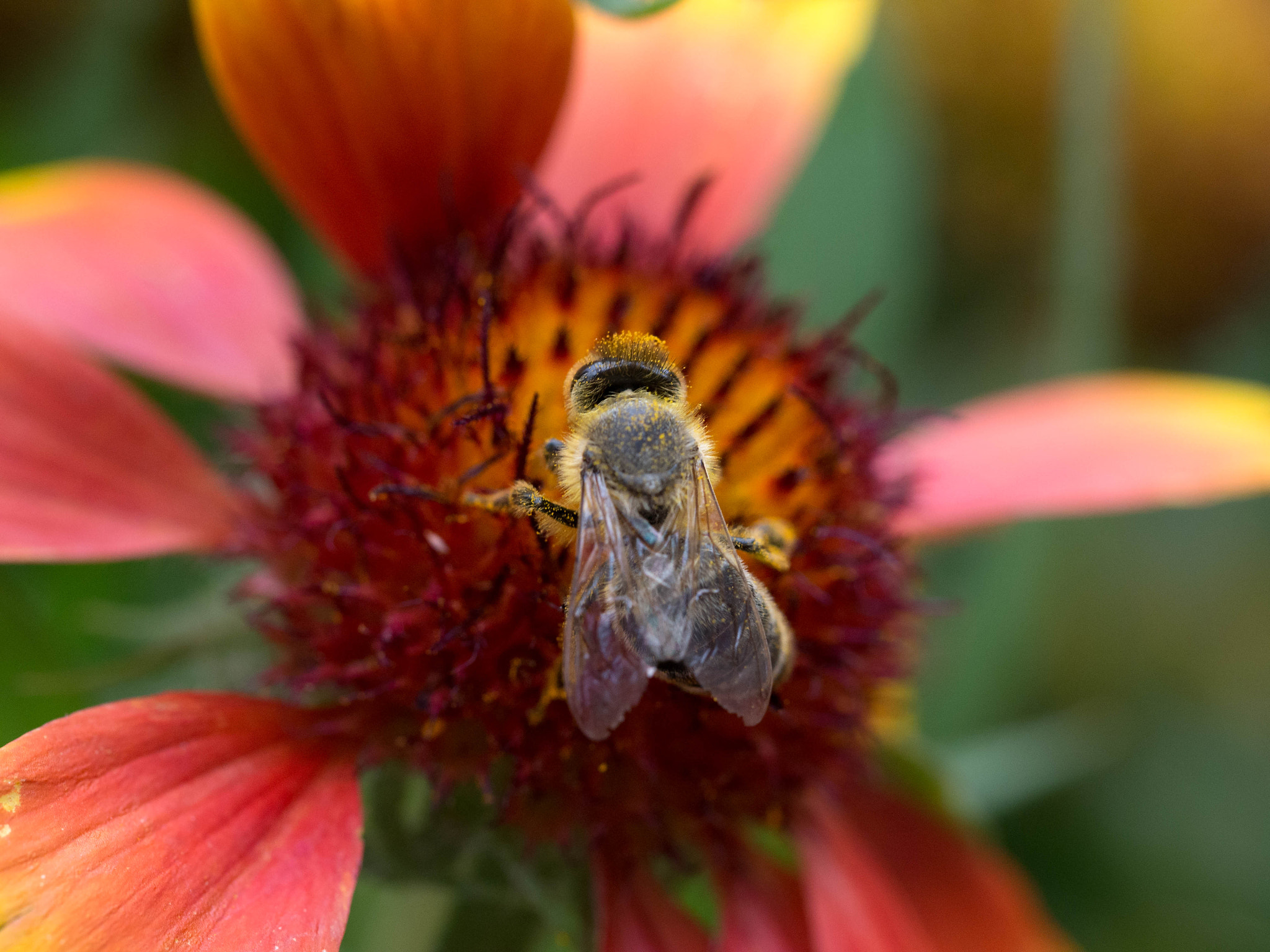 Olympus PEN E-P5 sample photo. Bee as queen photography