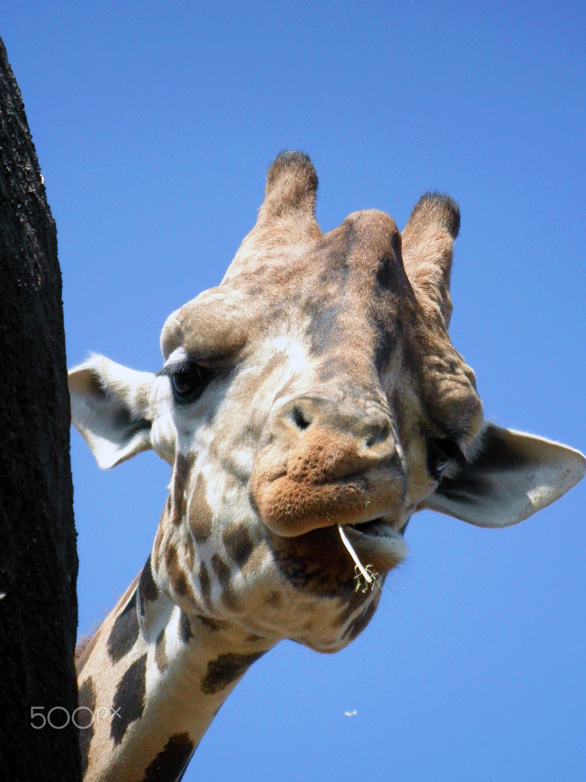 Olympus FE5020,X935 sample photo. A curious giraffe photography