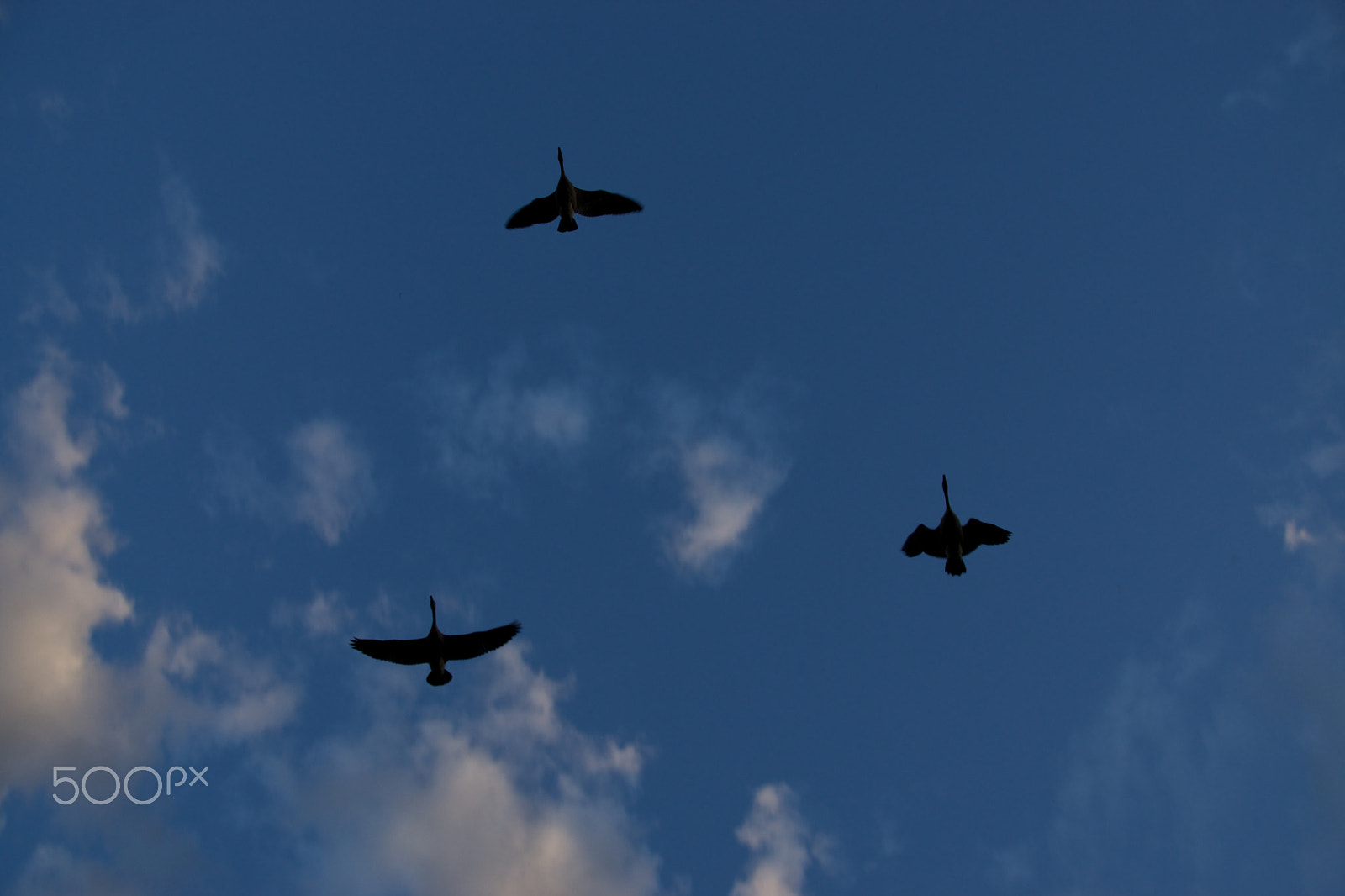 Tamron 18-270mm F3.5-6.3 Di II PZD sample photo. Geese in the sky photography