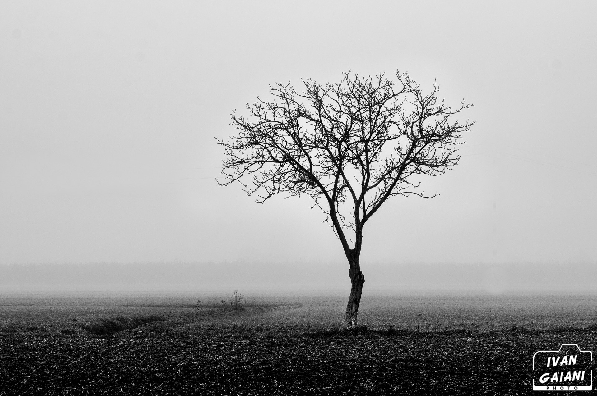 Nikon D90 + Nikon AF Nikkor 85mm F1.8D sample photo. Tree in mist photography