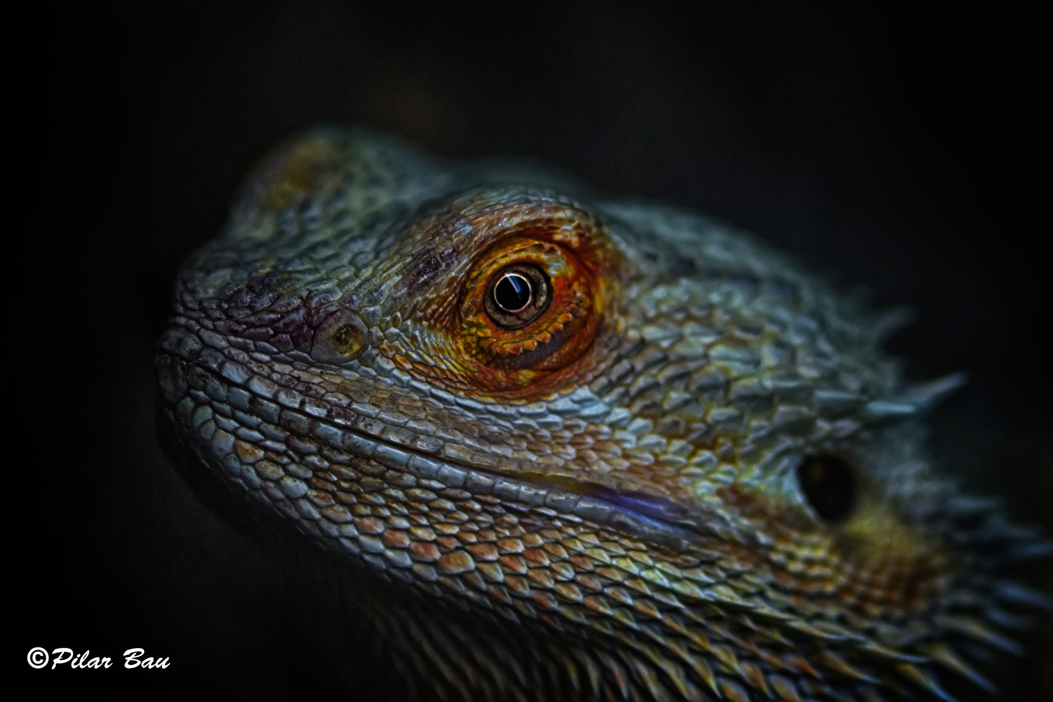 Nikon D3100 + AF Micro-Nikkor 105mm f/2.8 sample photo. Dragon barbudo photography