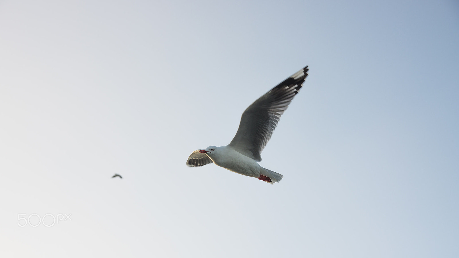 Sigma 17-50mm F2.8 EX DC HSM sample photo. In flight photography