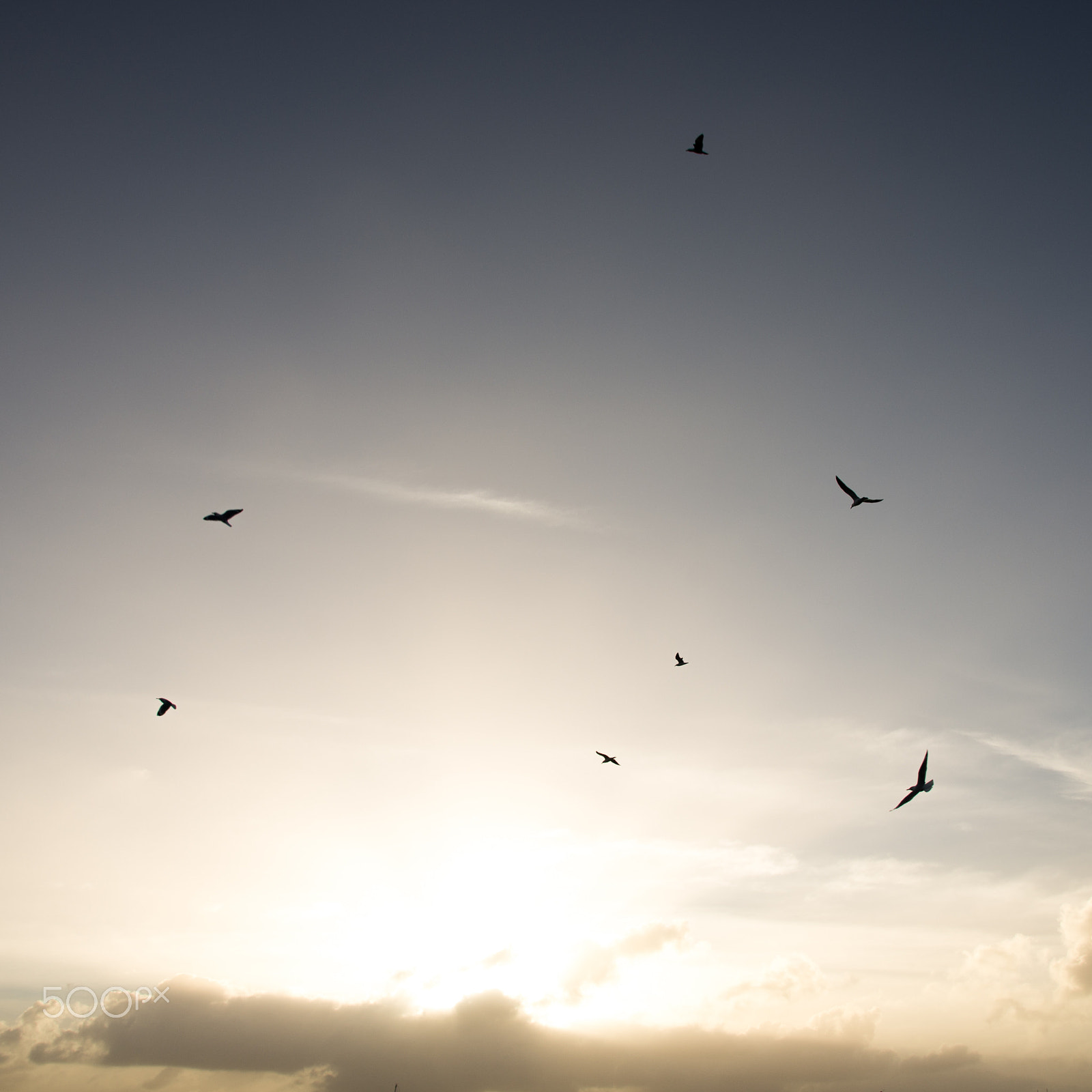 Sigma 17-50mm F2.8 EX DC HSM sample photo. Evening flock photography
