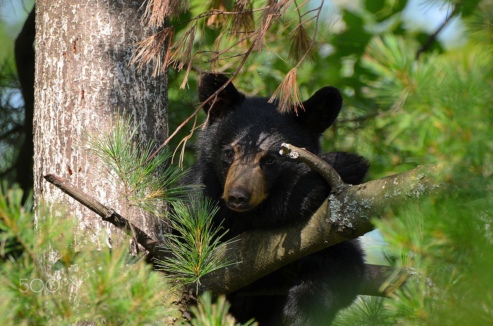 Nikon D5100 + Tamron SP 150-600mm F5-6.3 Di VC USD sample photo. The little bear climbed a tree photography