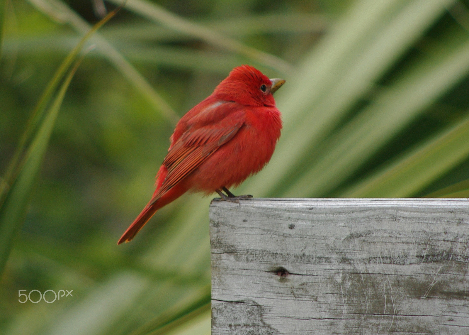 Pentax smc DA 55-300mm F4.0-5.8 ED sample photo. Summer tanager at dauphin island photography