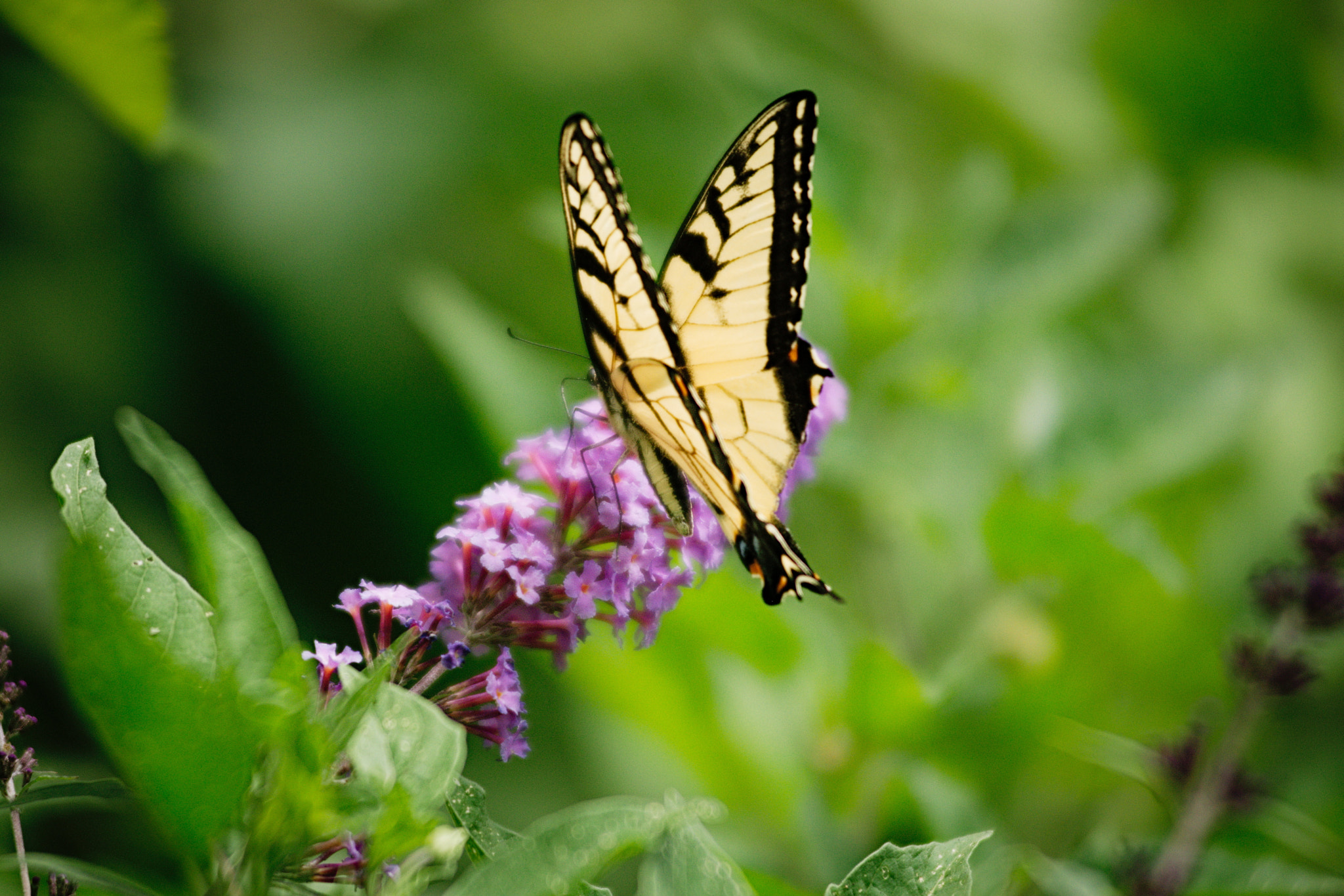 AF Zoom-Nikkor 80-200mm f/2.8 ED sample photo. Western tiger swallowtail photography