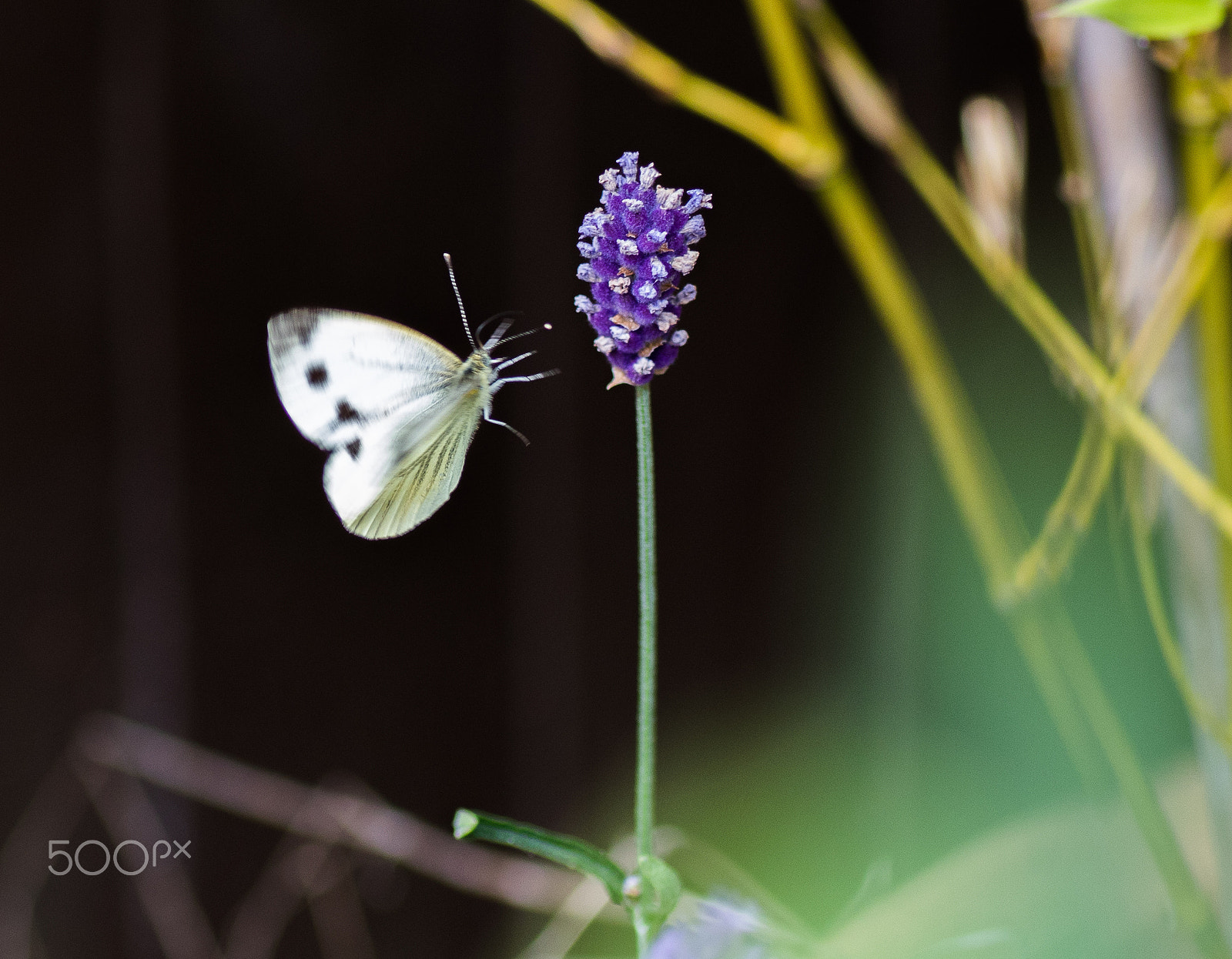 Canon EOS 7D Mark II + Tamron SP AF 90mm F2.8 Di Macro sample photo. Incoming! photography