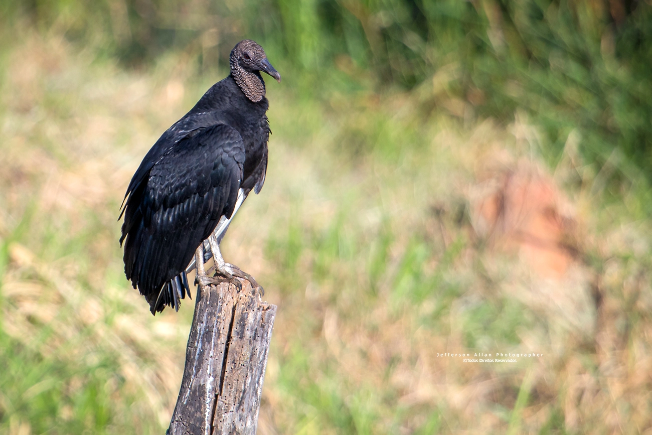 Canon EF 100-400mm F4.5-5.6L IS USM sample photo. Urubu de cabeça preta photography