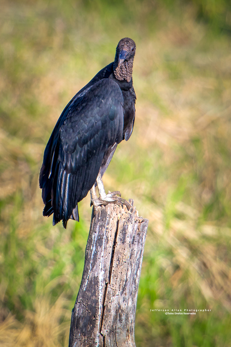 Canon EOS 80D + Canon EF 100-400mm F4.5-5.6L IS USM sample photo. Urubu de cabeça preta photography