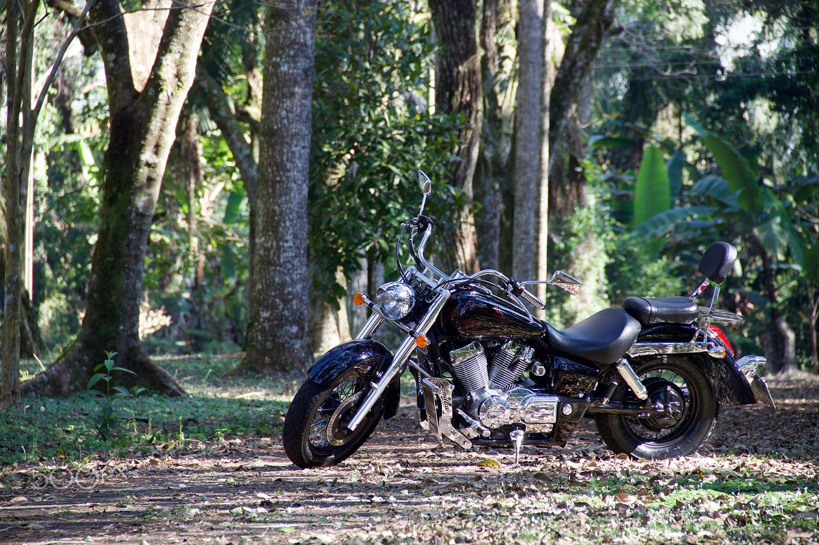 Canon EOS 500D (EOS Rebel T1i / EOS Kiss X3) sample photo. Shadow in the woods photography