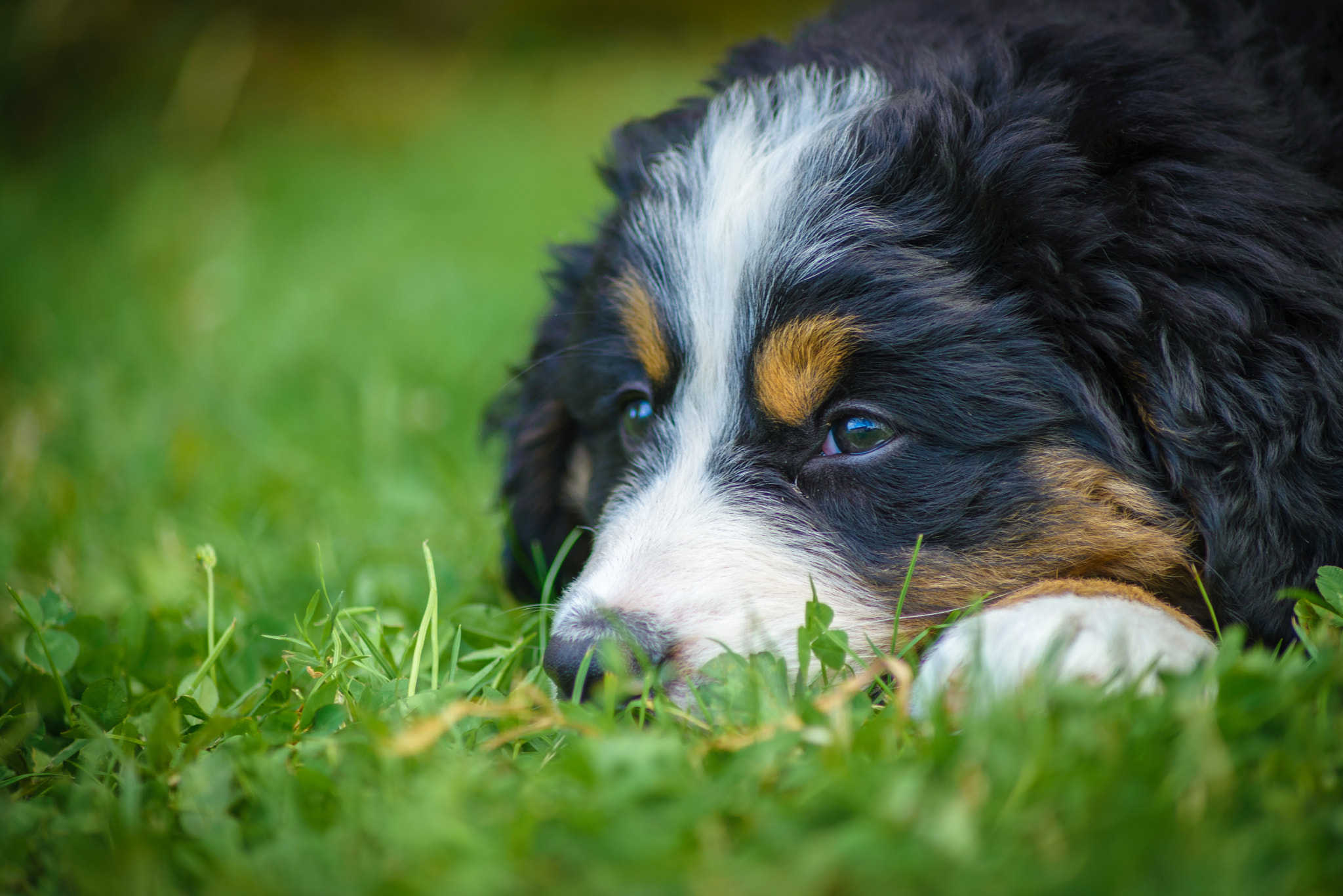 Nikon D600 sample photo. Small bernese mountain photography