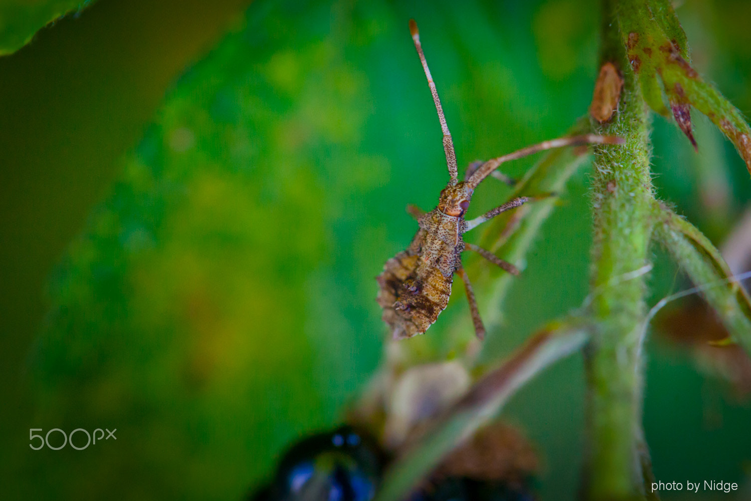 Canon EOS-1Ds Mark II sample photo. Walk along the edge of the meadow photography