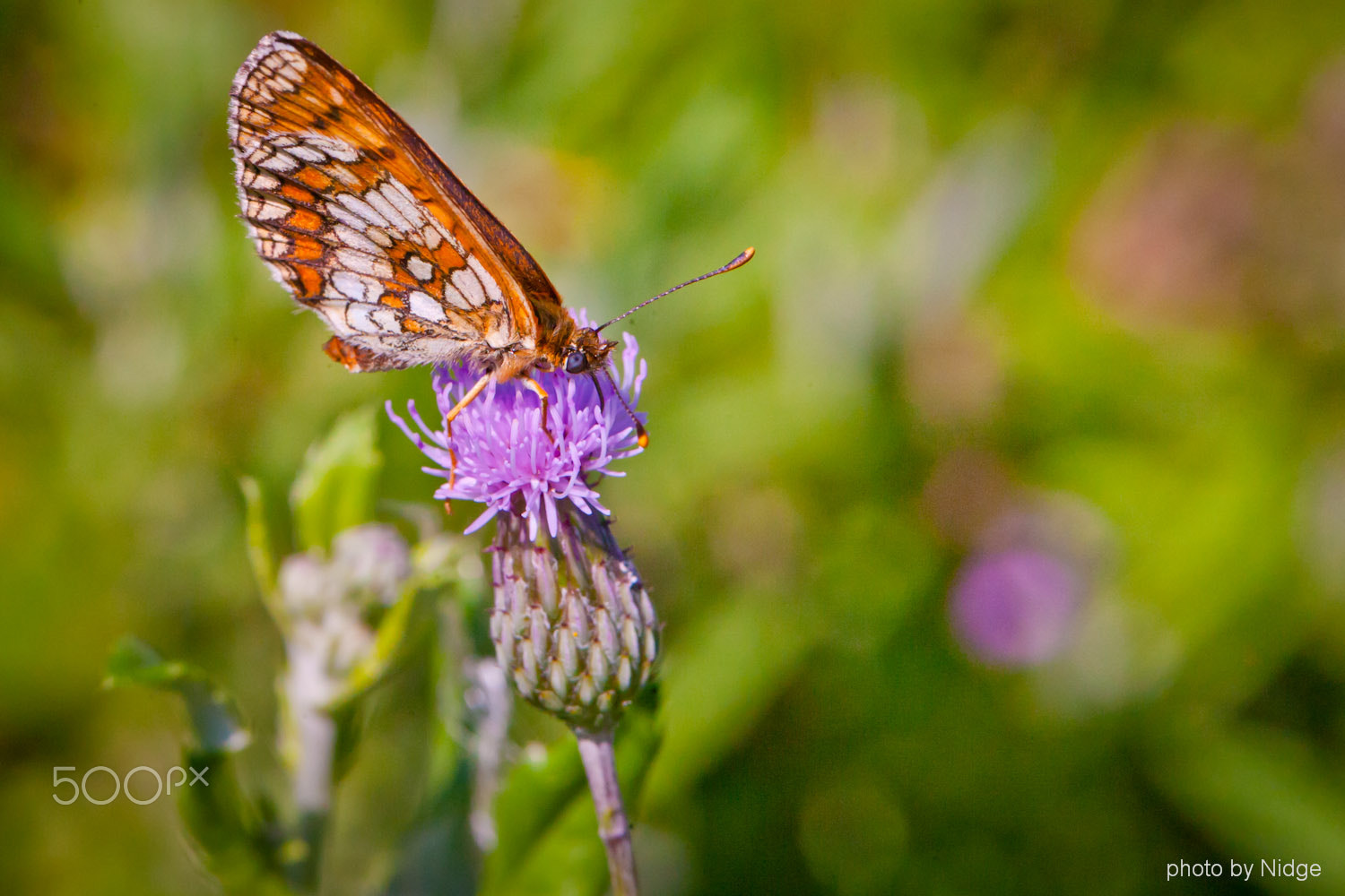 Canon EOS-1Ds Mark II sample photo. Walk along the edge of the meadow photography